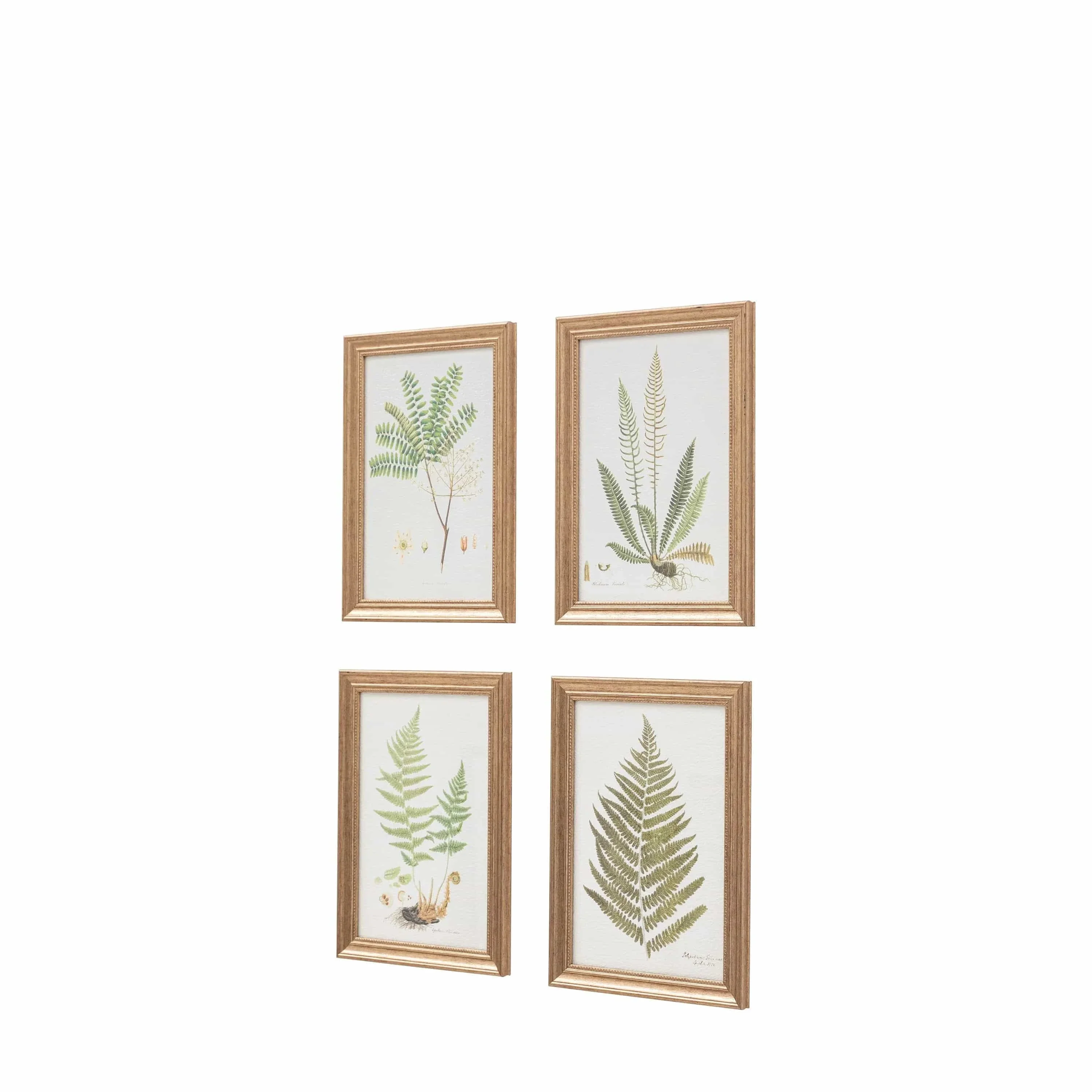 Assorted Ferns Framed Art Set of 4 - Image 2