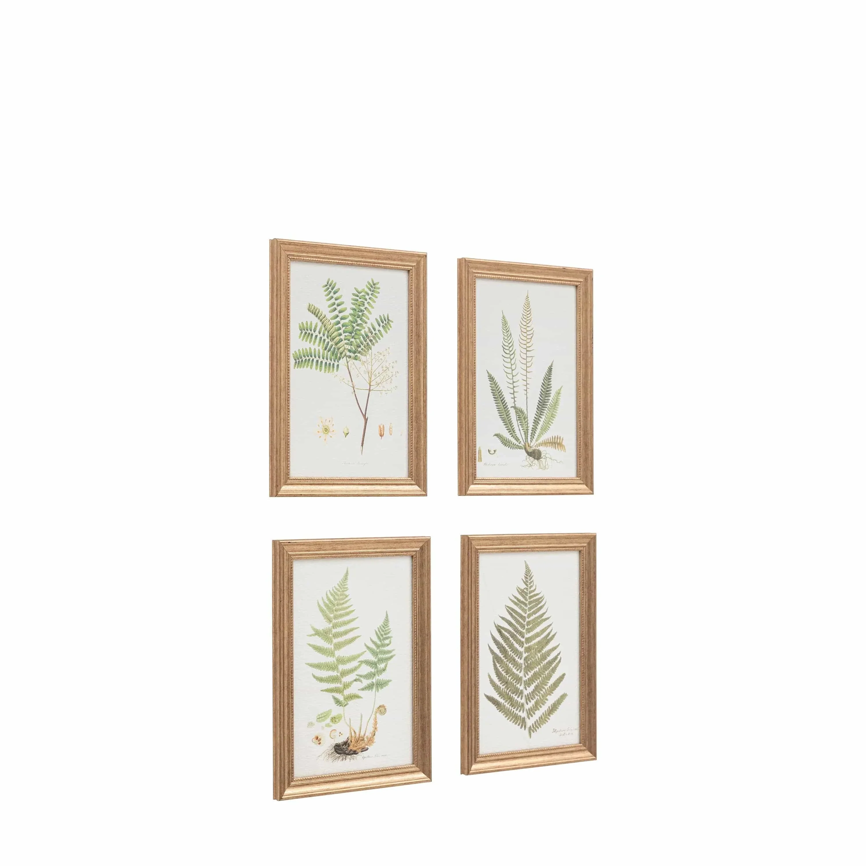 Assorted Ferns Framed Art Set of 4 - Image 3