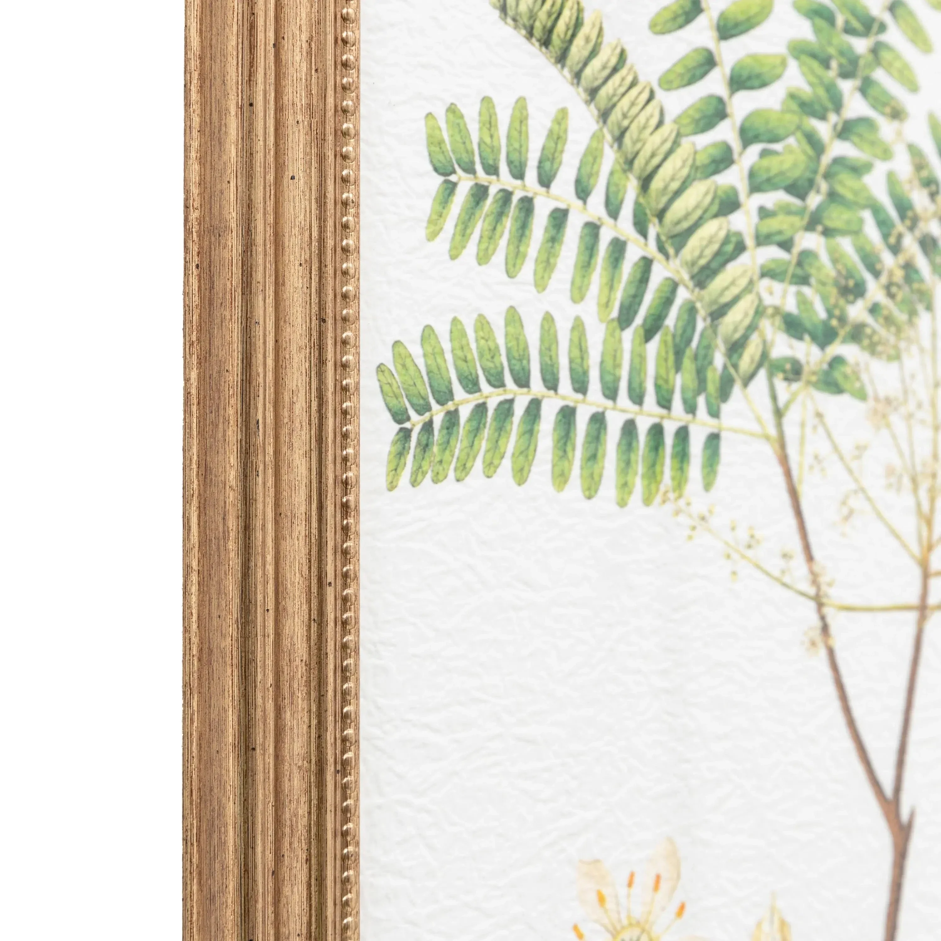 Assorted Ferns Framed Art Set of 4 - Image 4