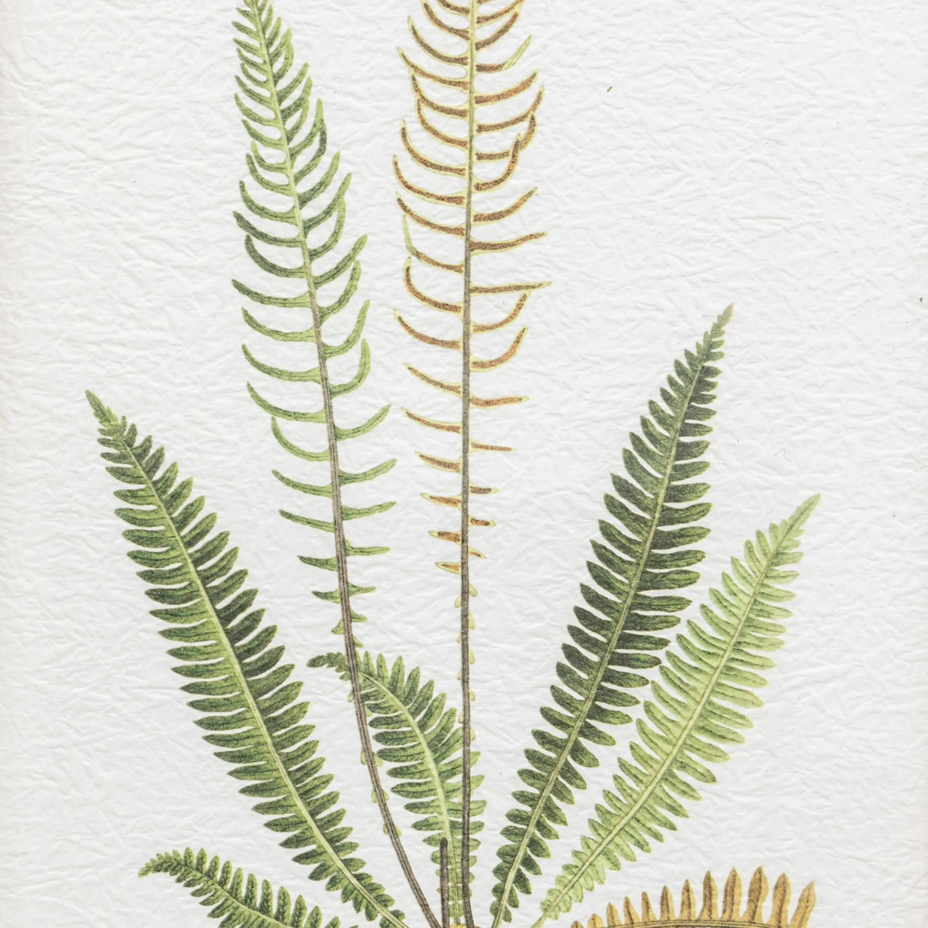 Assorted Ferns Framed Art Set of 4 - Image 5
