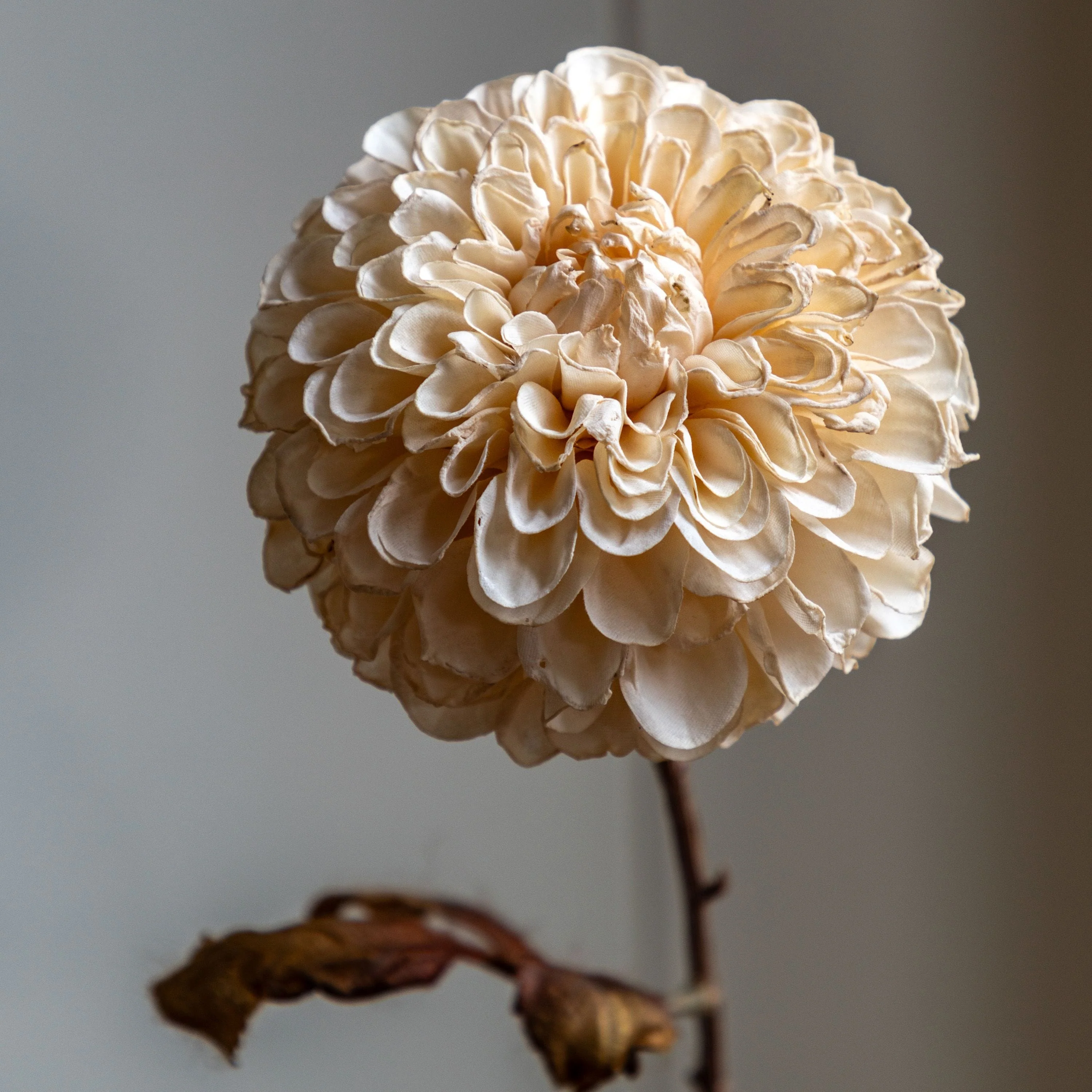 Faux Stem Dahlia Ivory 6pk