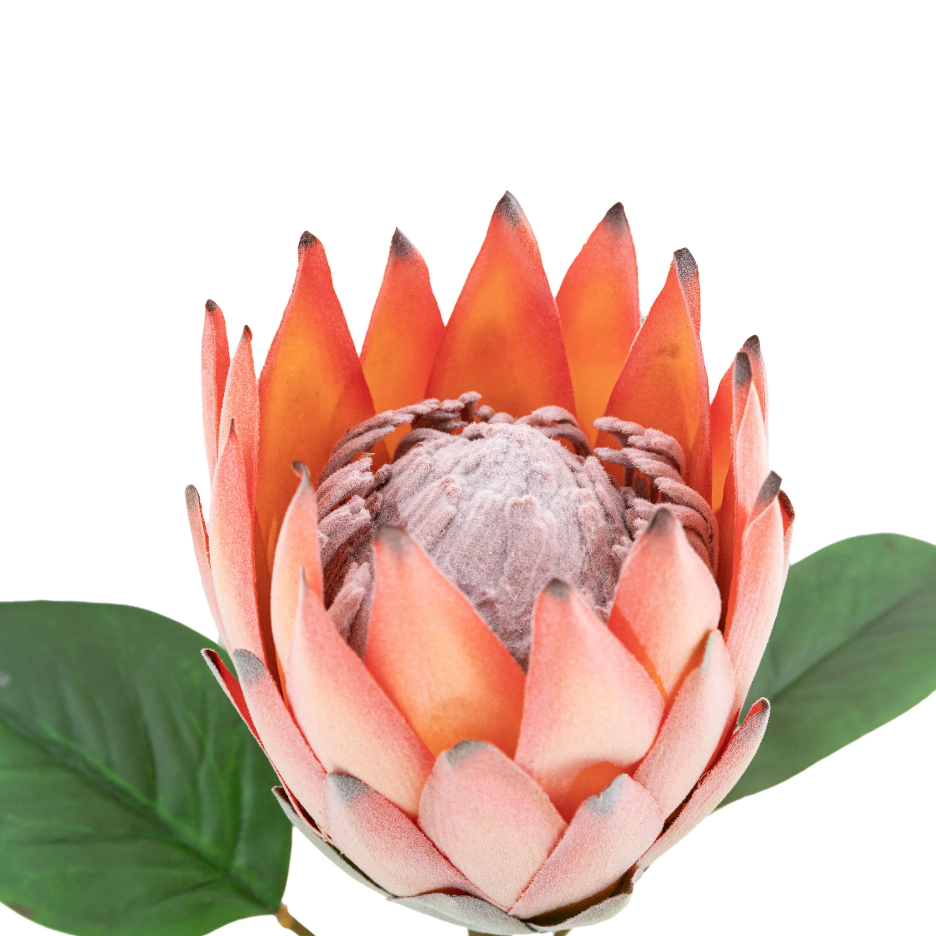 Faux Stem Statement Tropical Apricot 12pk - Image 4