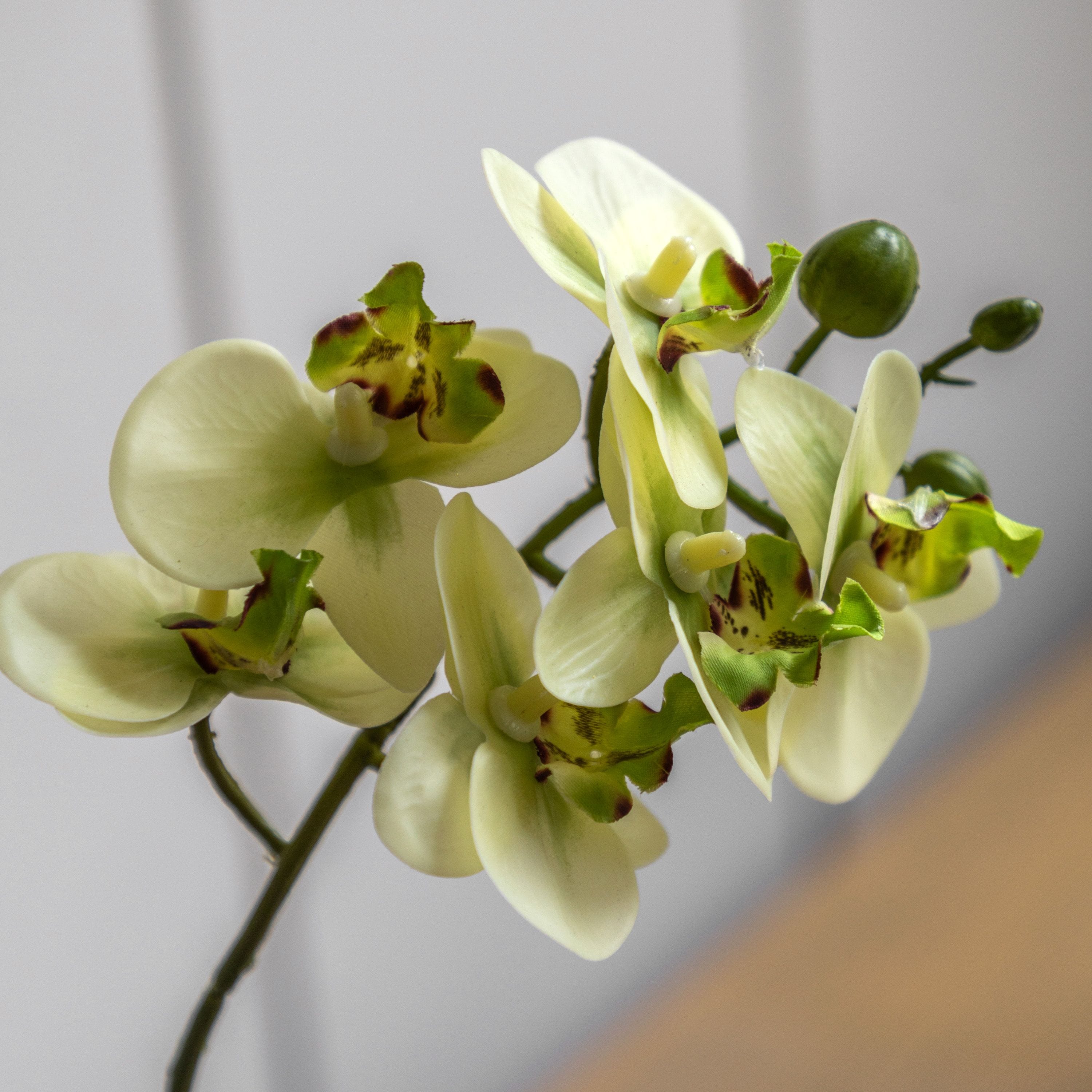 Orchid Cream in Ribbed White Ceramic Pot Small - Image 2