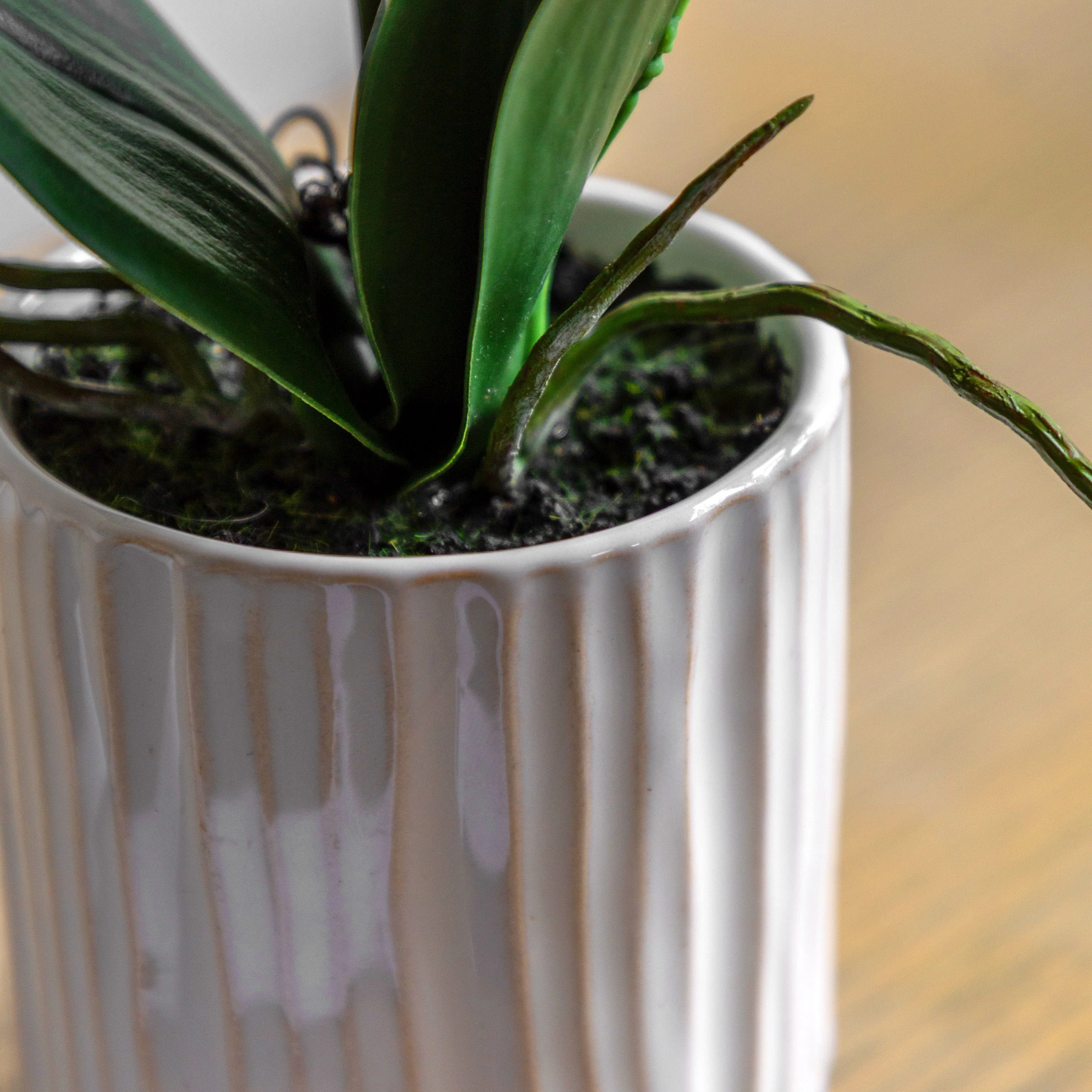 Orchid Cream in Ribbed White Ceramic Pot Small - Image 3