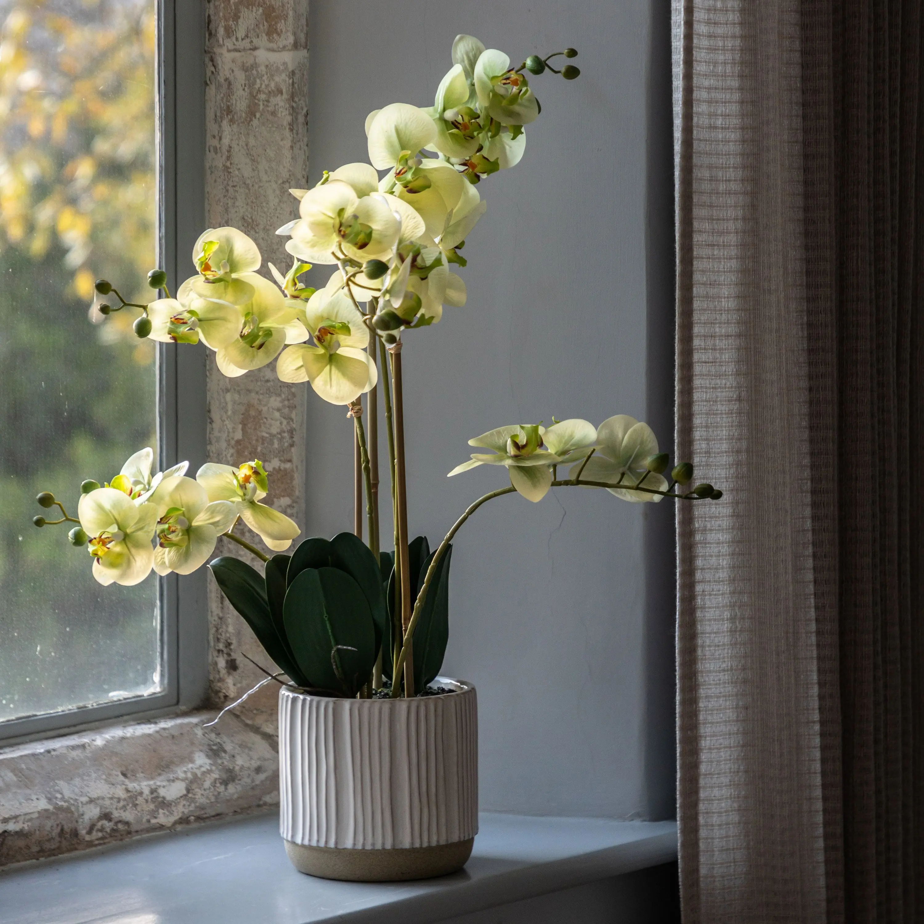 Orchid in White Ribbed Ceramic Pot