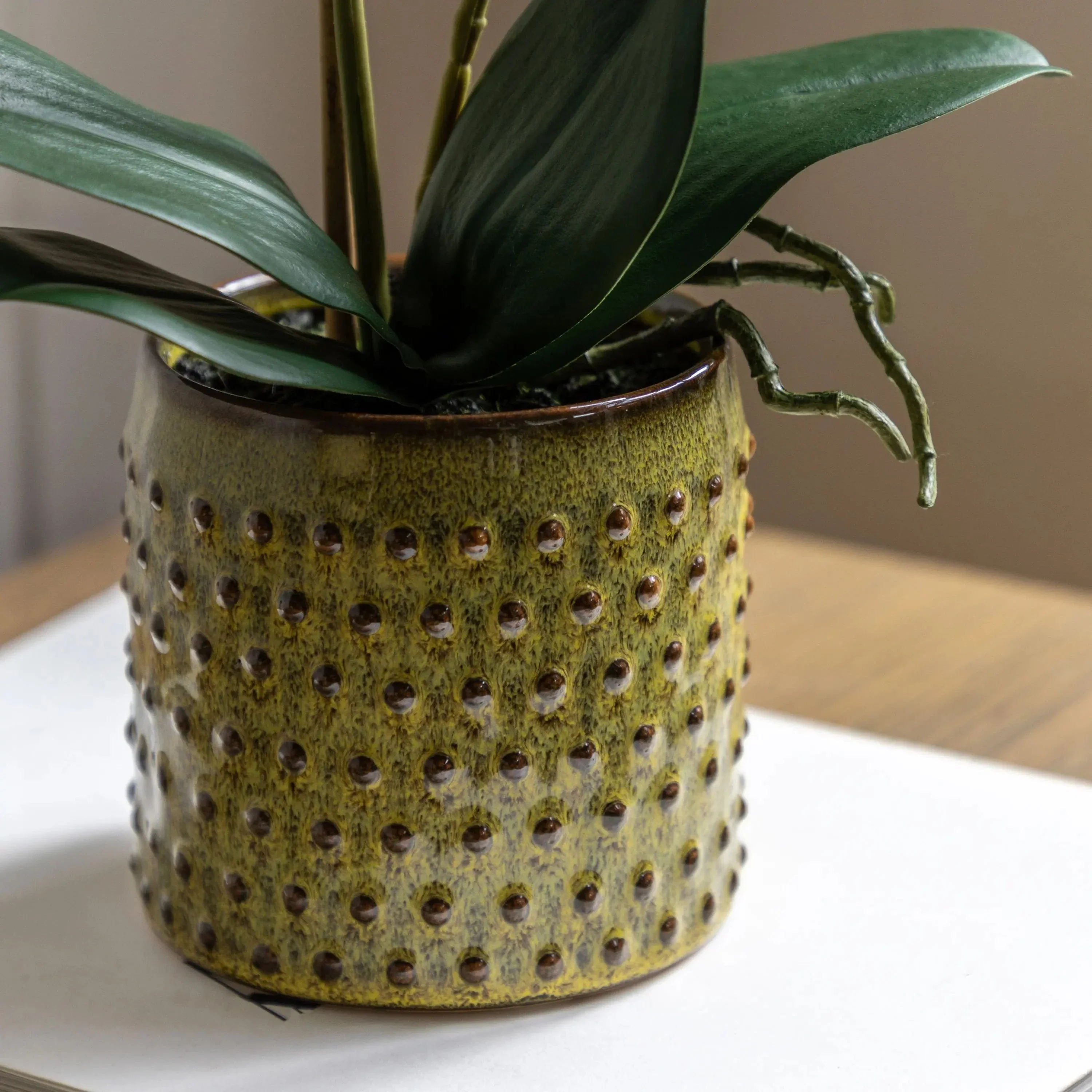 Orchid Multicolour in Moss Ceramic Dot Pot - Image 5