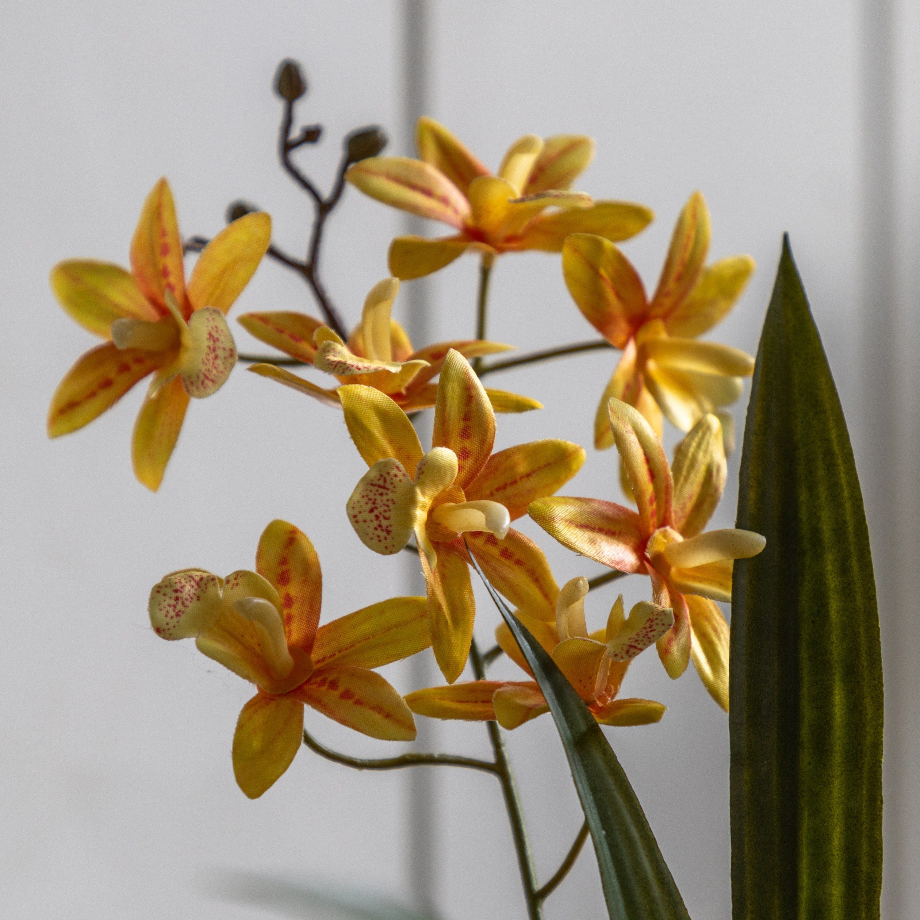 Orchid Orange in White Ceramic Dot Pot - Image 3