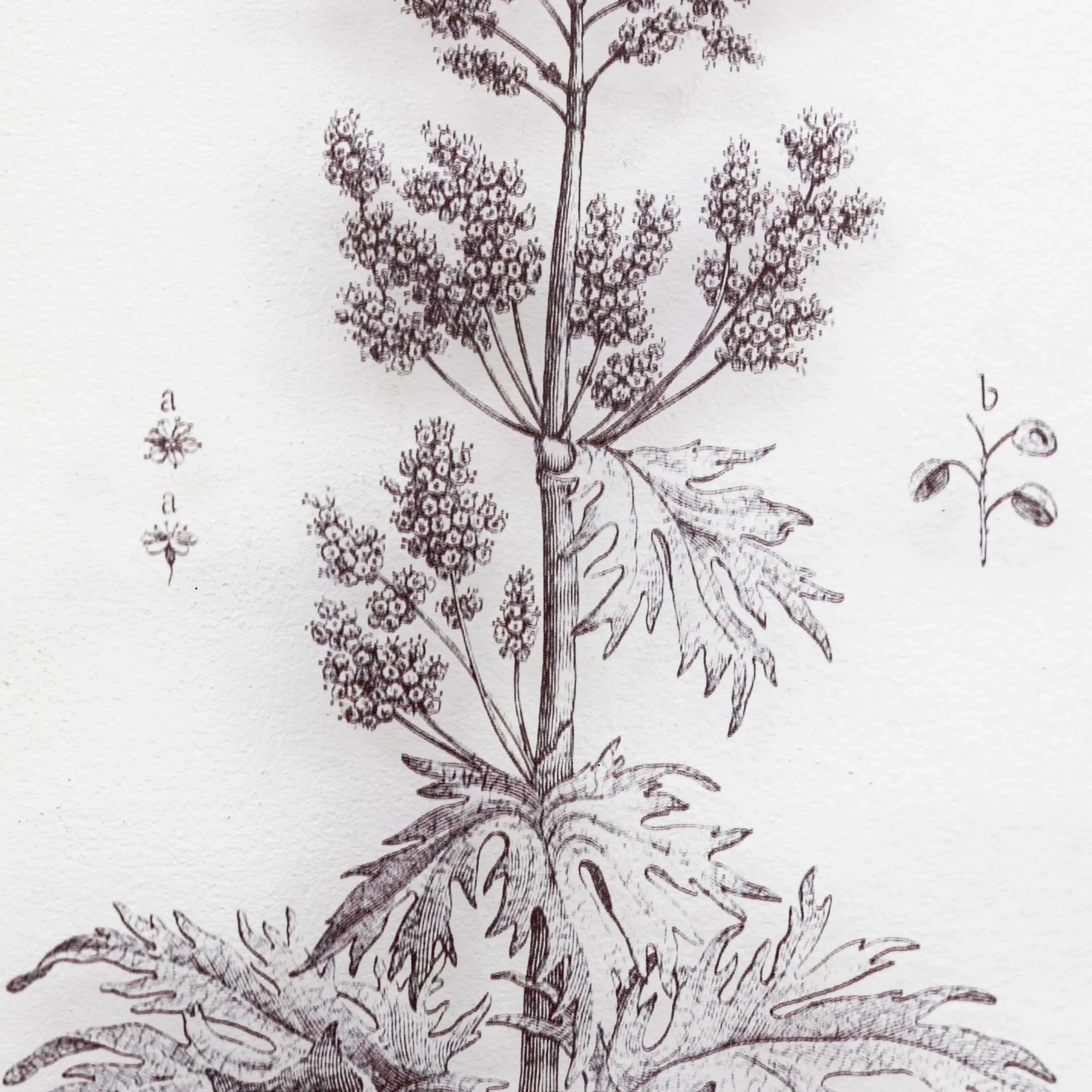 Petiole Art Set of 2 - Image 8