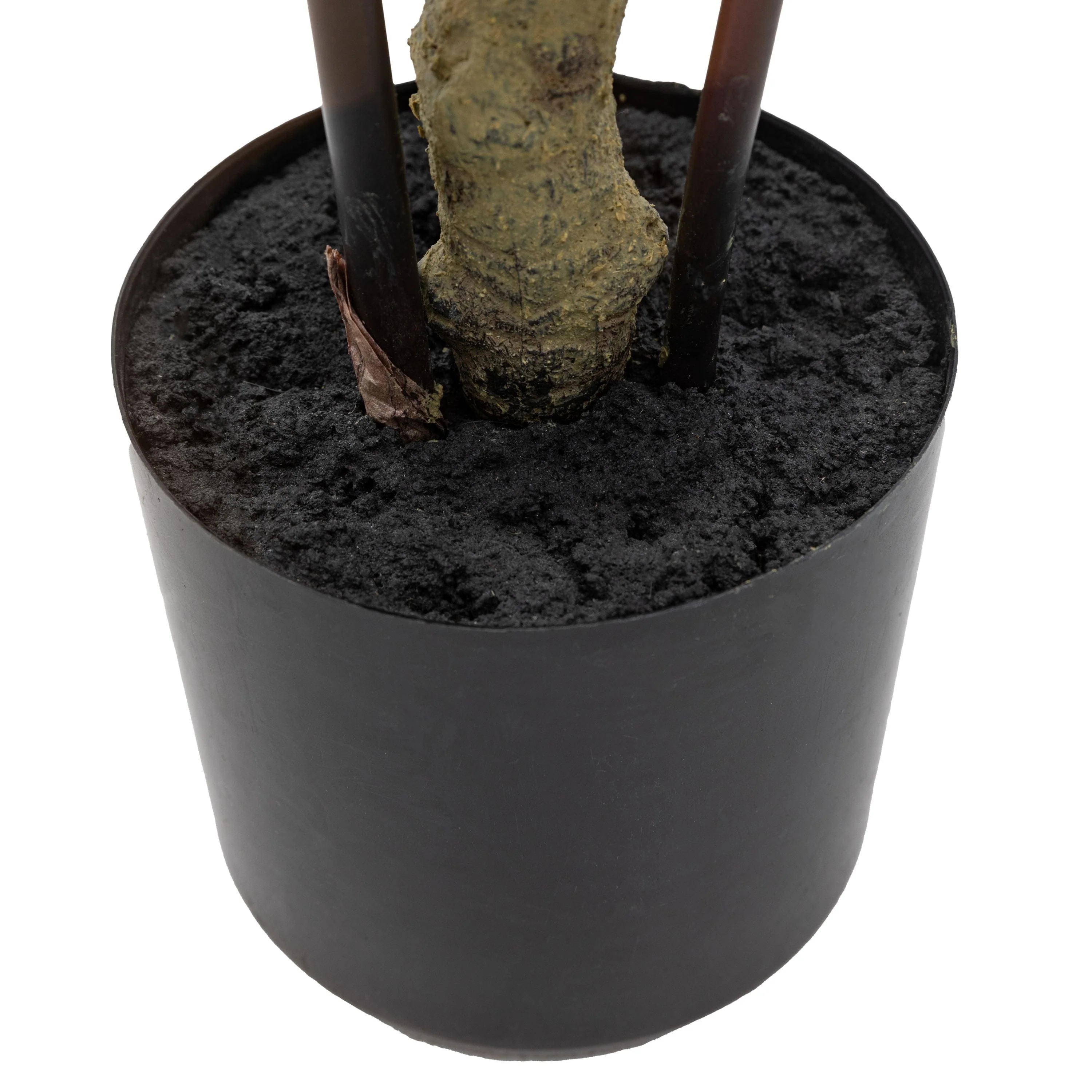Potted Bamboo Tree Small - Image 6