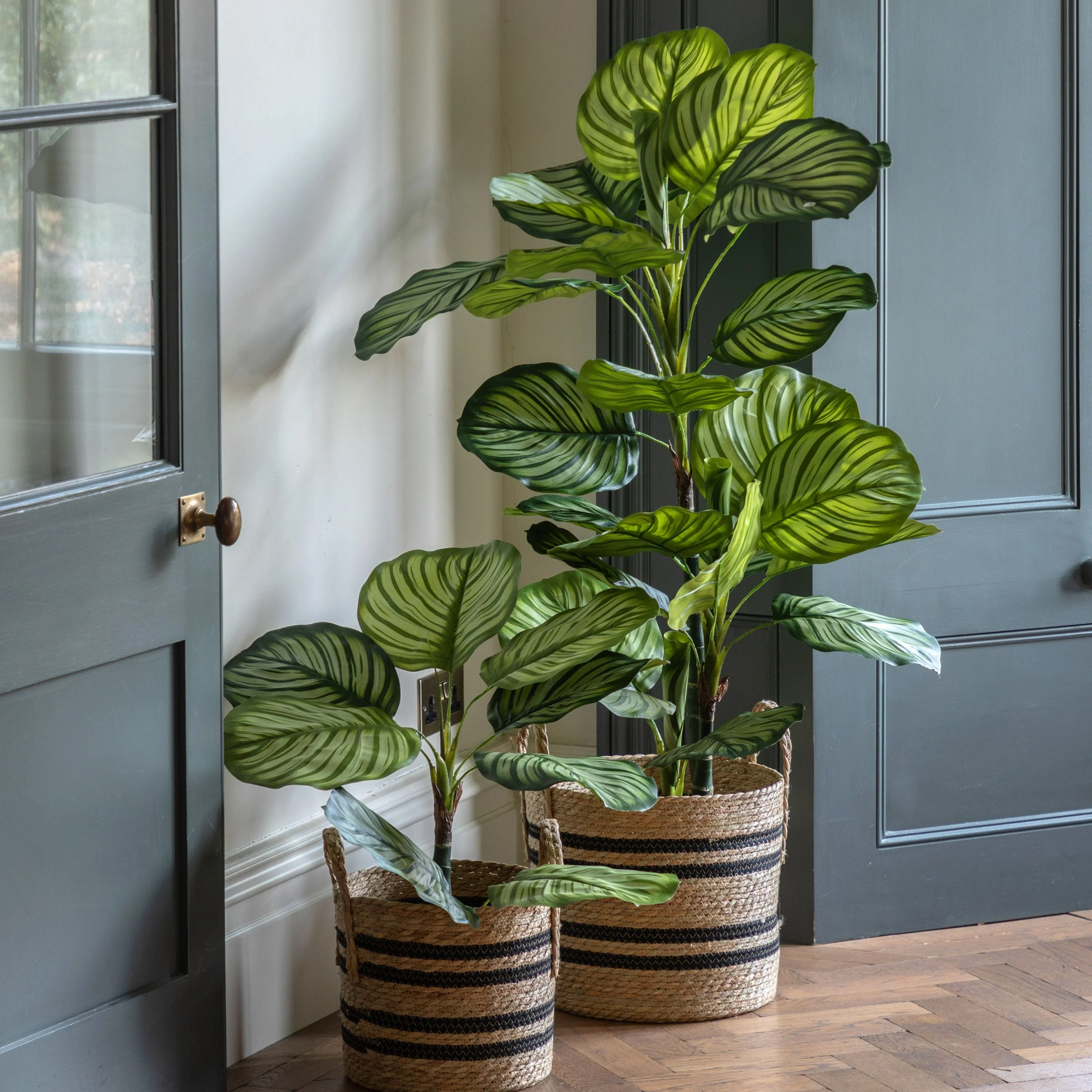 Potted Calathea Leaf Tree Small - Image 4