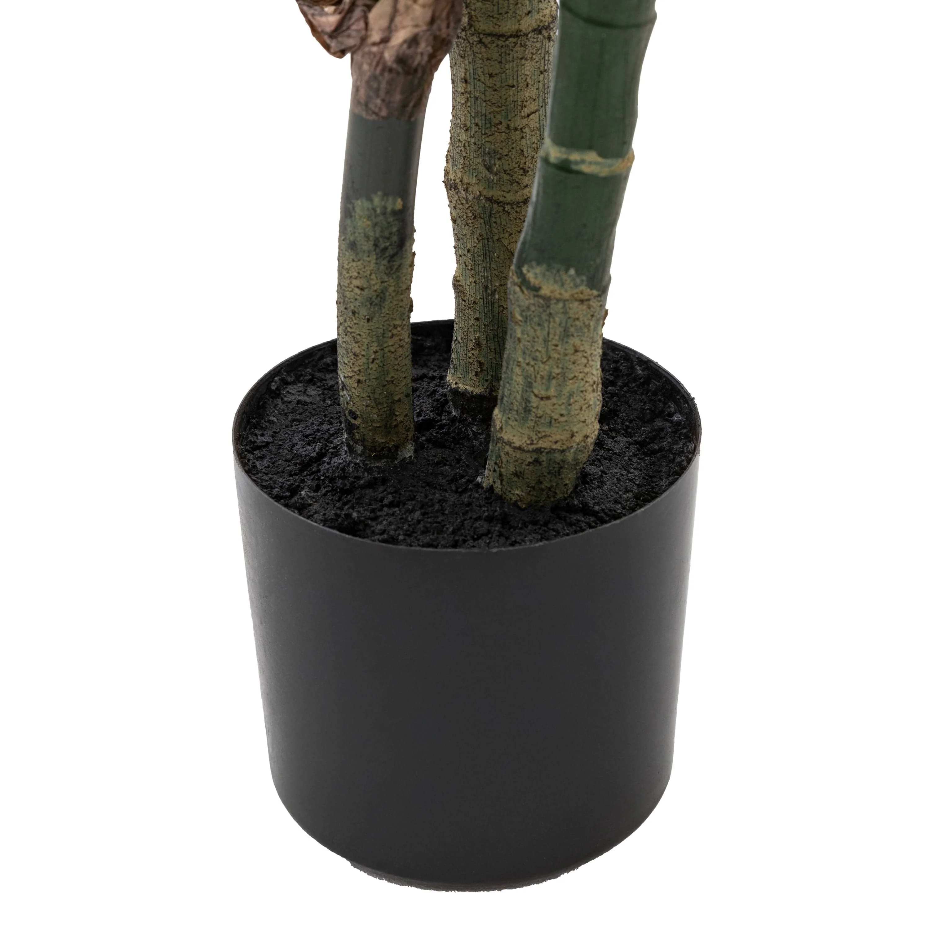 Potted Calathea Leaf Tree Large - Image 6