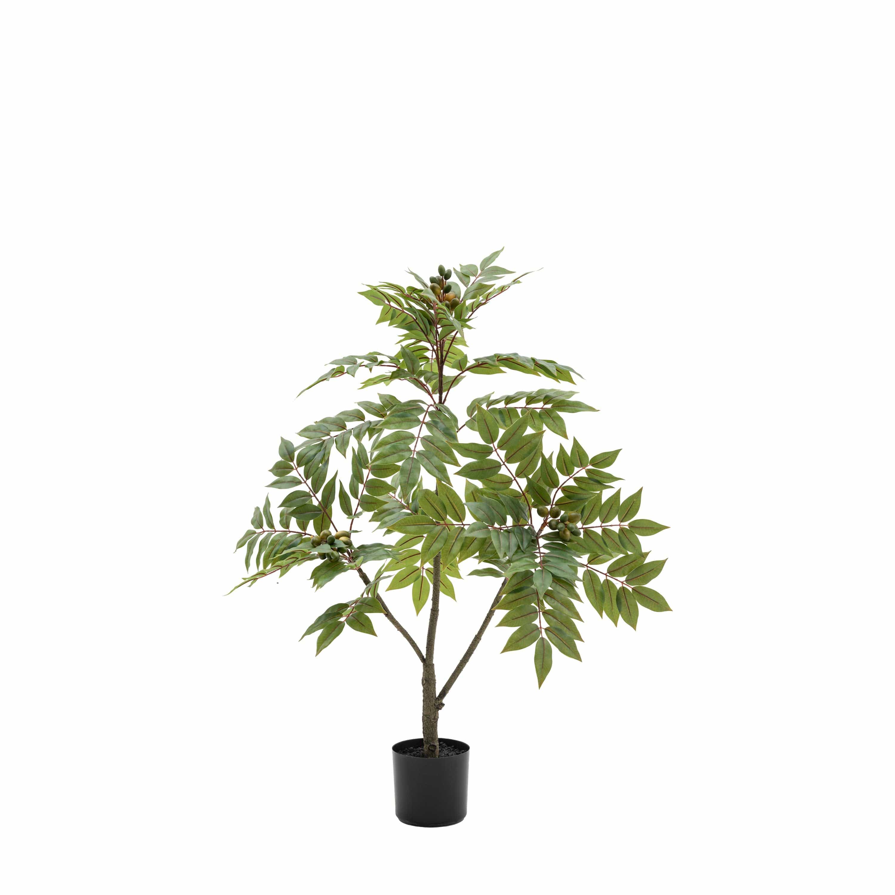 Potted Chinese White Olive Tree Small - Image 3