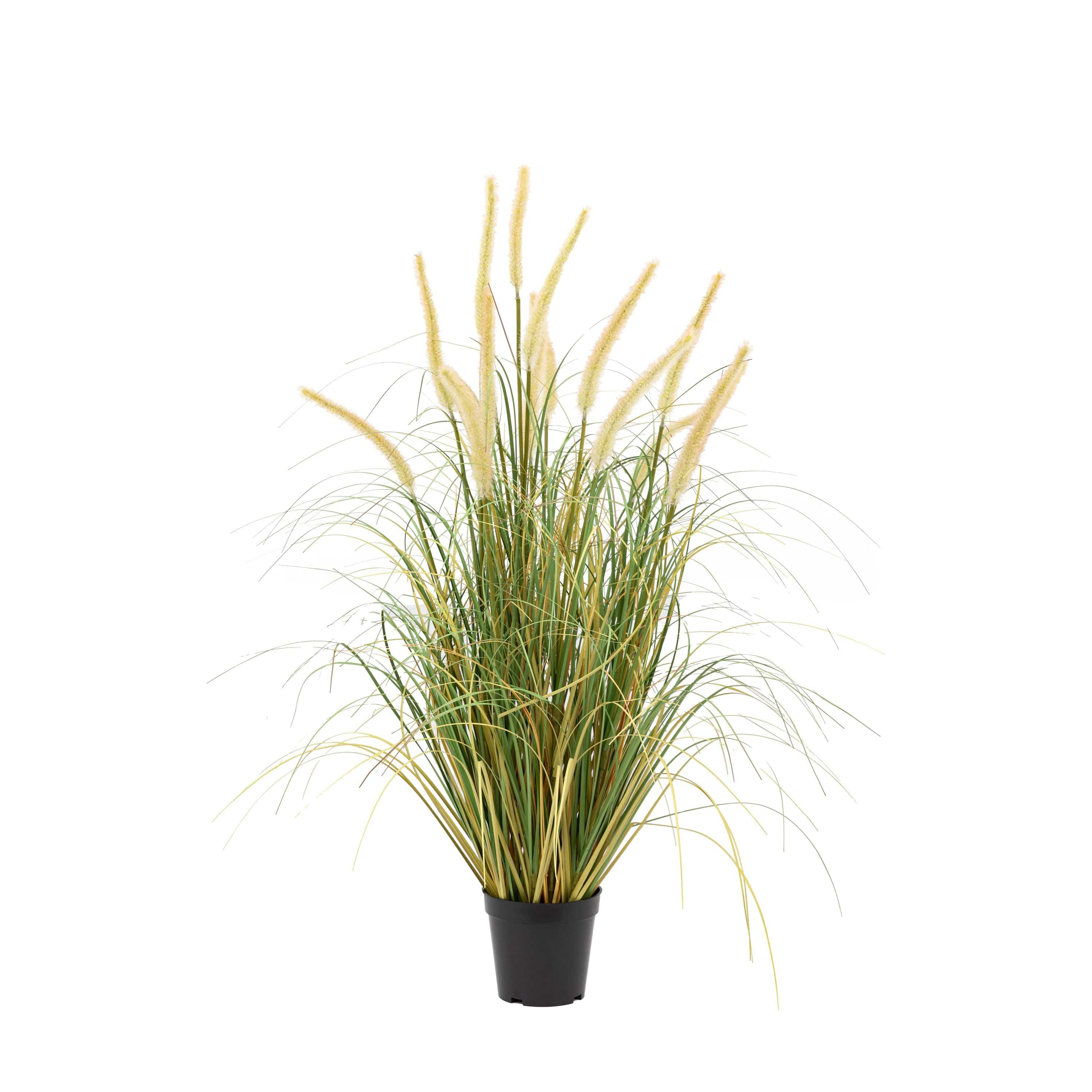 Potted Grass with Cattail Seed Heads 5pk Medium