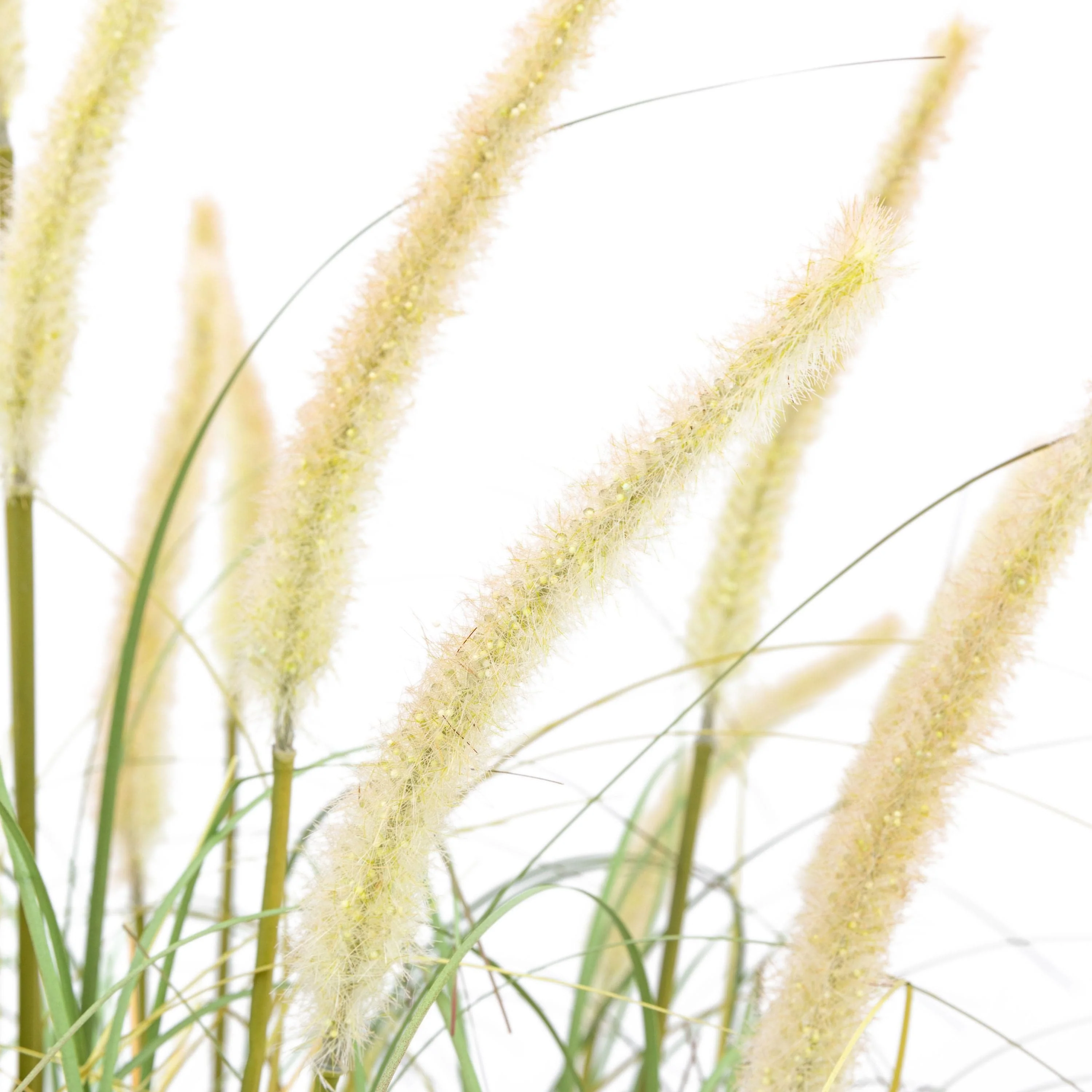 Potted Grass with Cattail Seed Heads 5pk Medium - Image 2