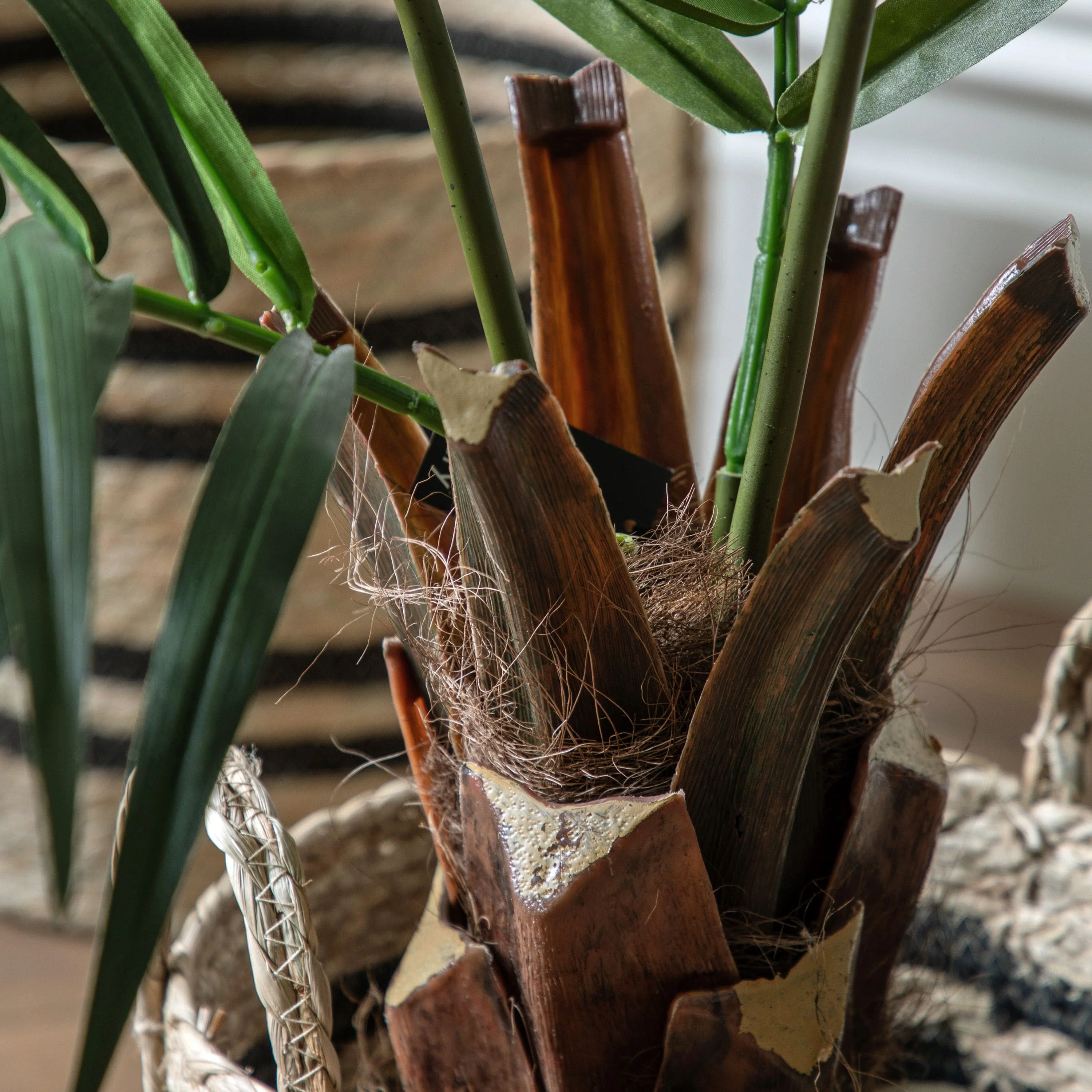 Potted King Kentia Palm Tree Small - Image 4