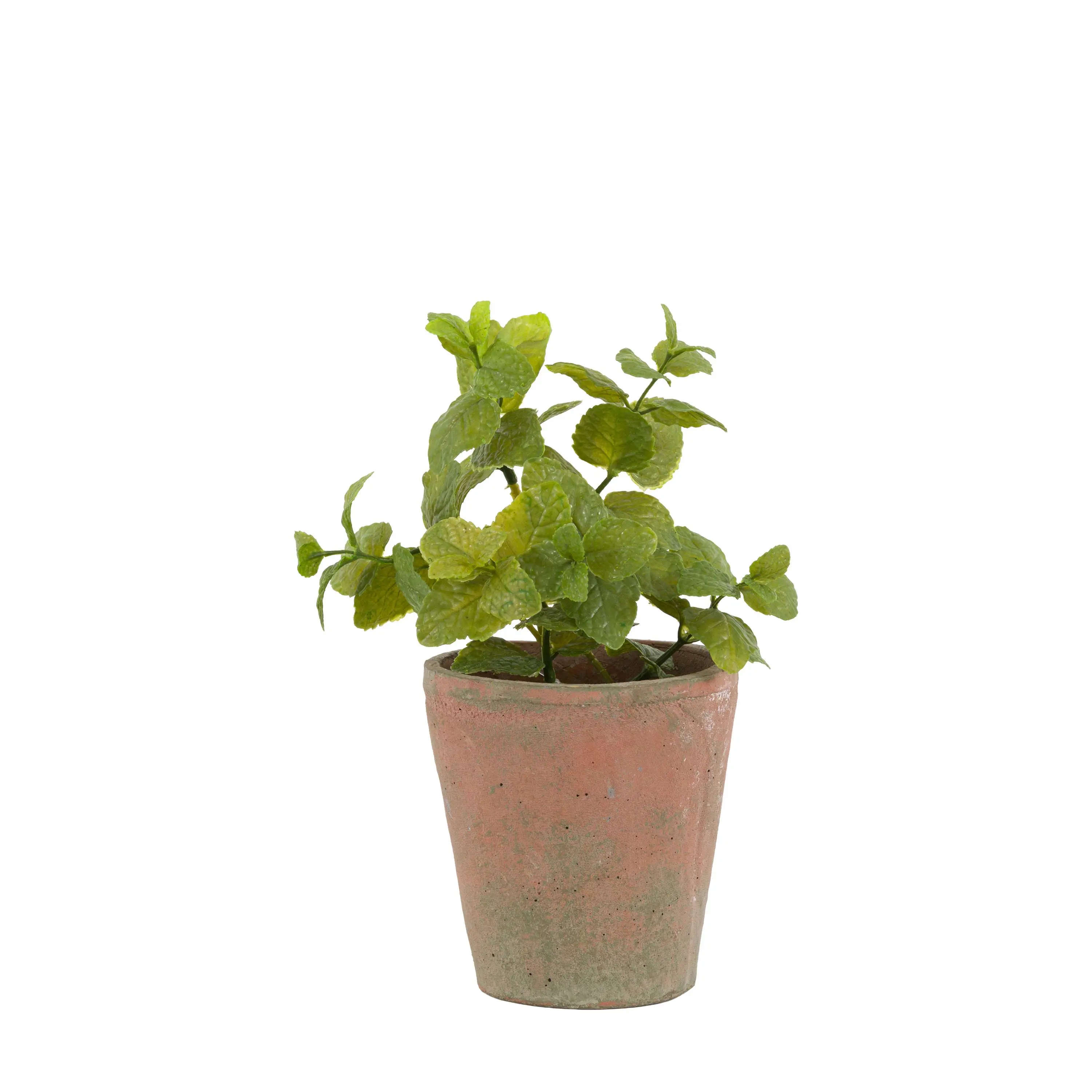 Potted Mint Terracotta