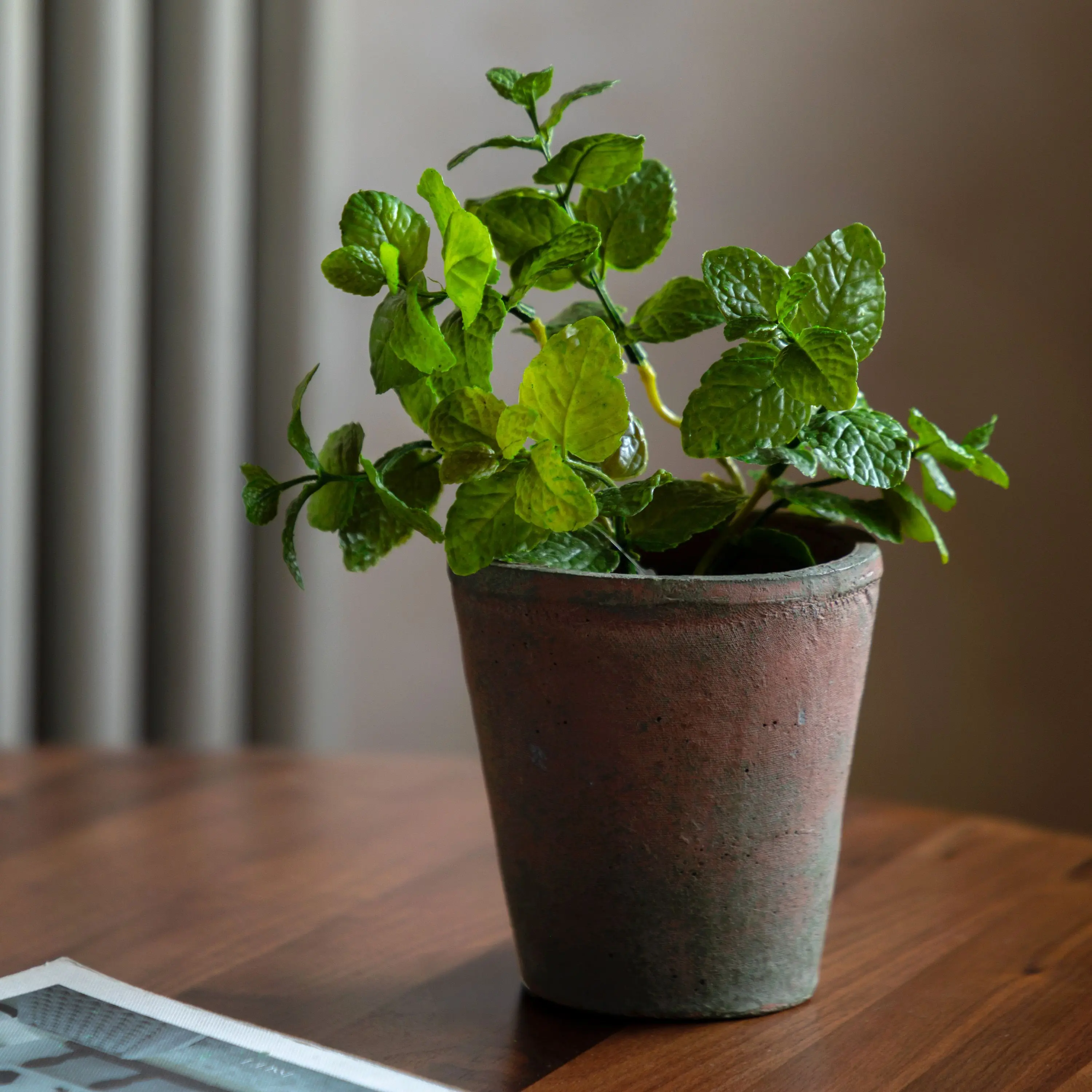Potted Mint Terracotta - Image 2