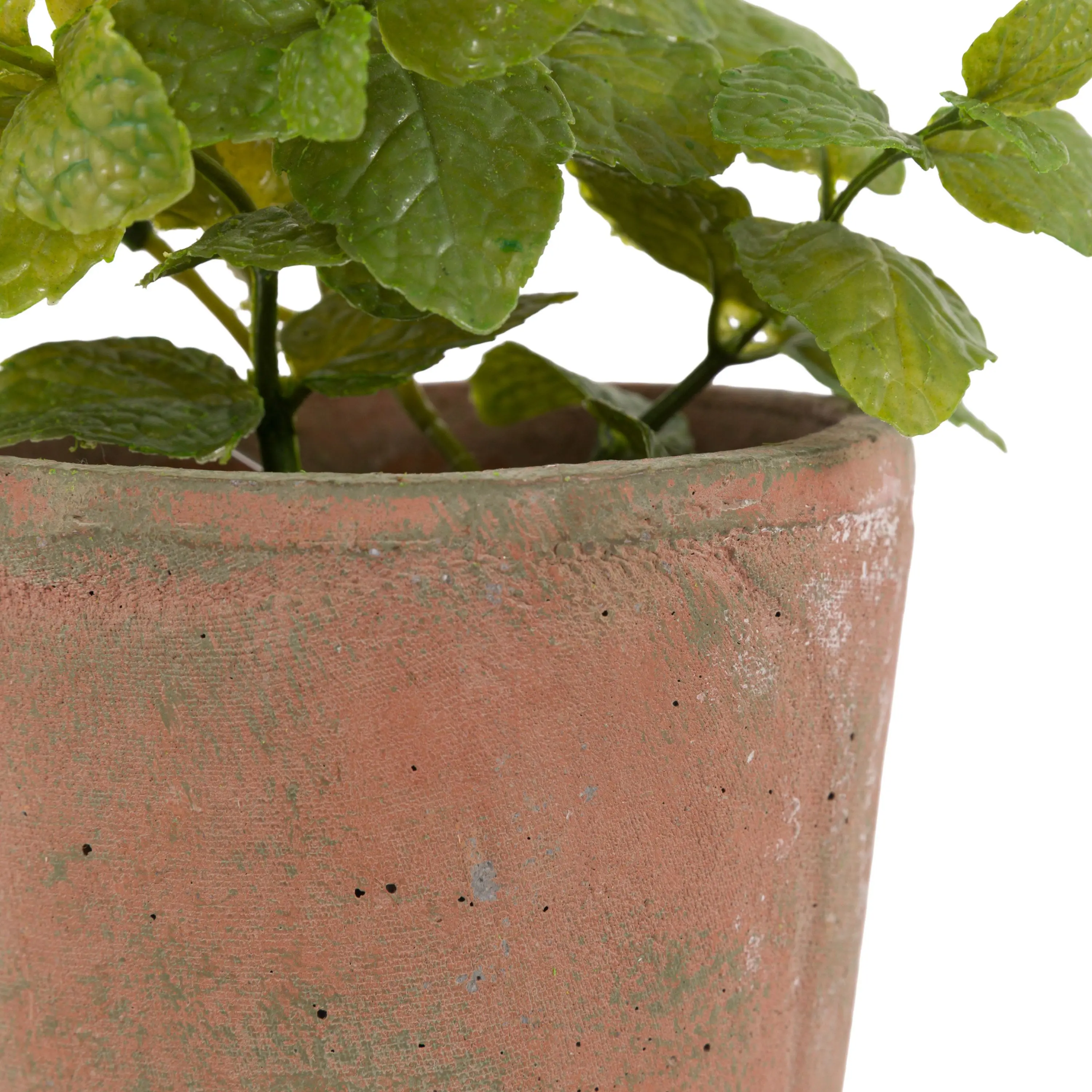 Potted Mint Terracotta - Image 7