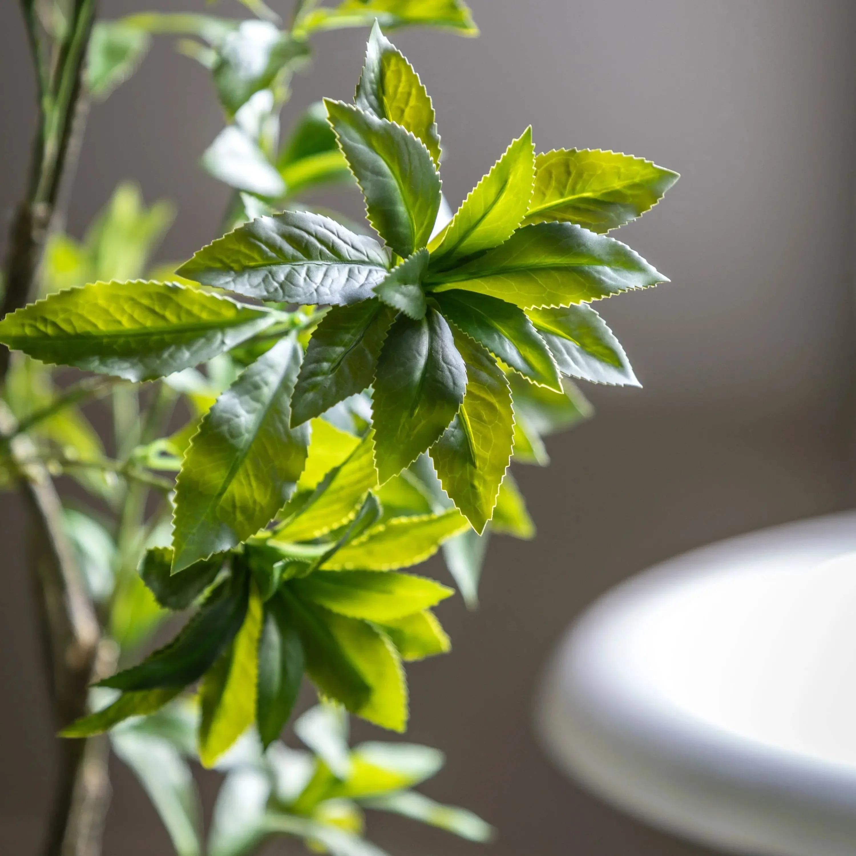 Potted Pierisjaponica 5ft Tree - Image 2