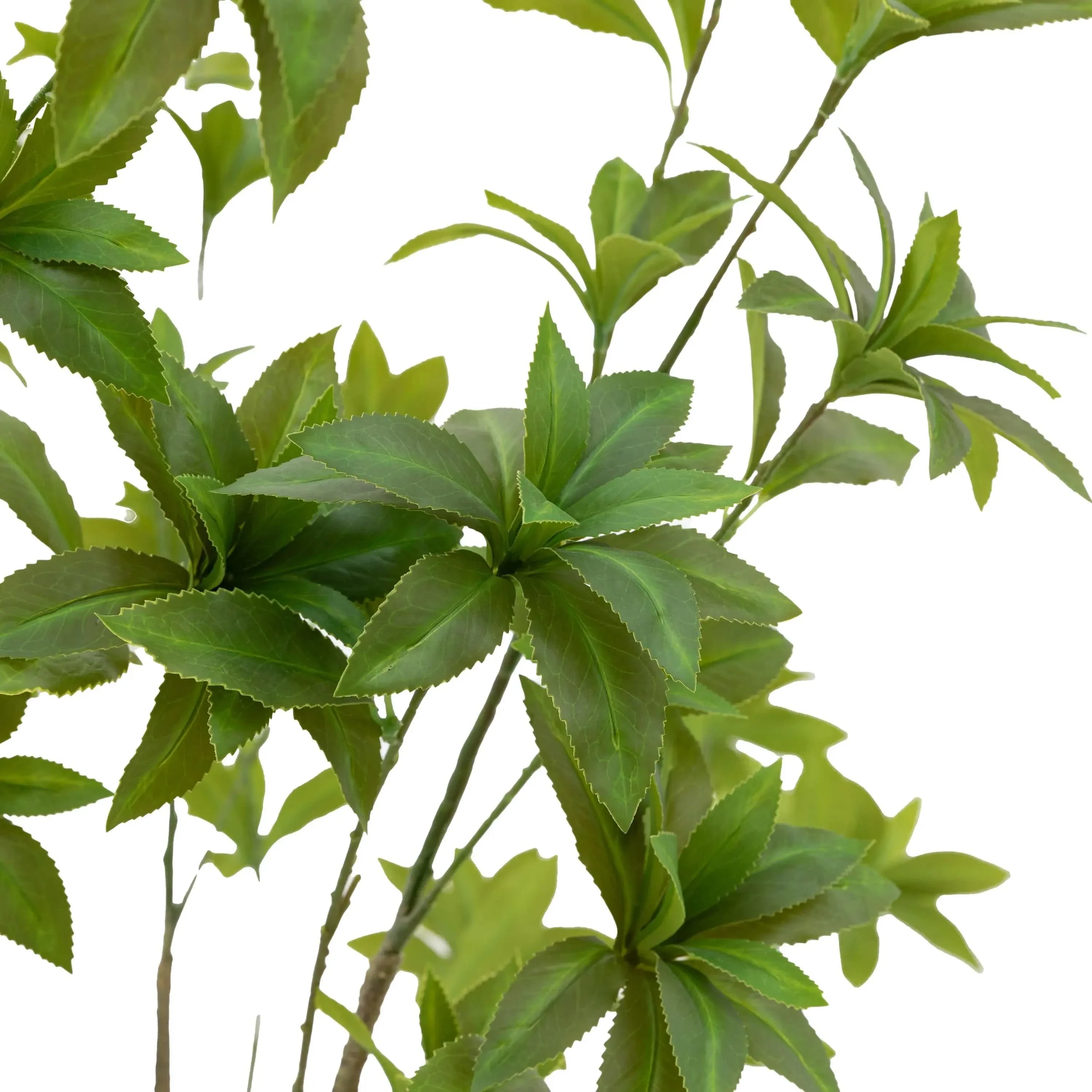 Potted Pierisjaponica 5ft Tree - Image 4