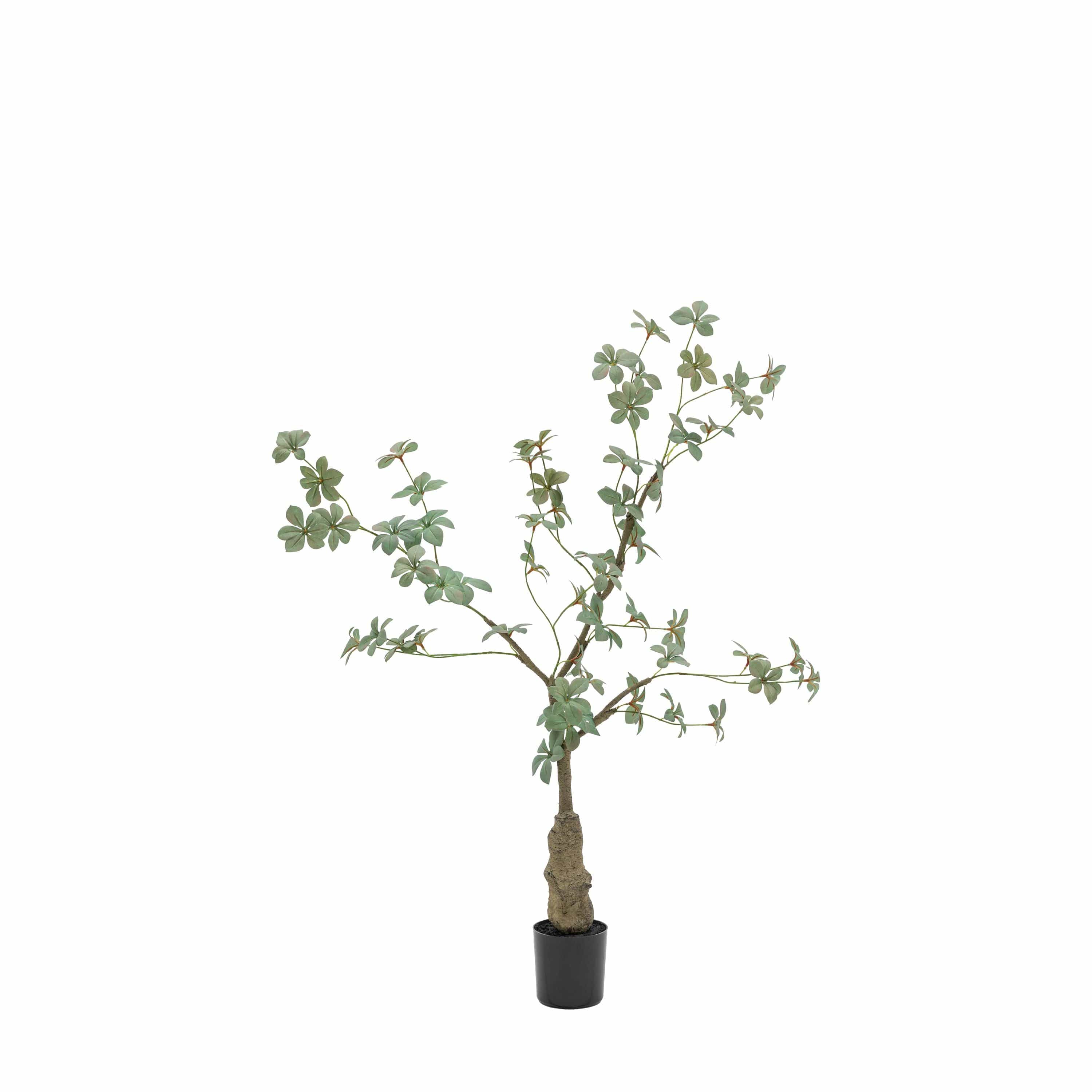 Potted Rhodoleia 3ft Tree - Image 3