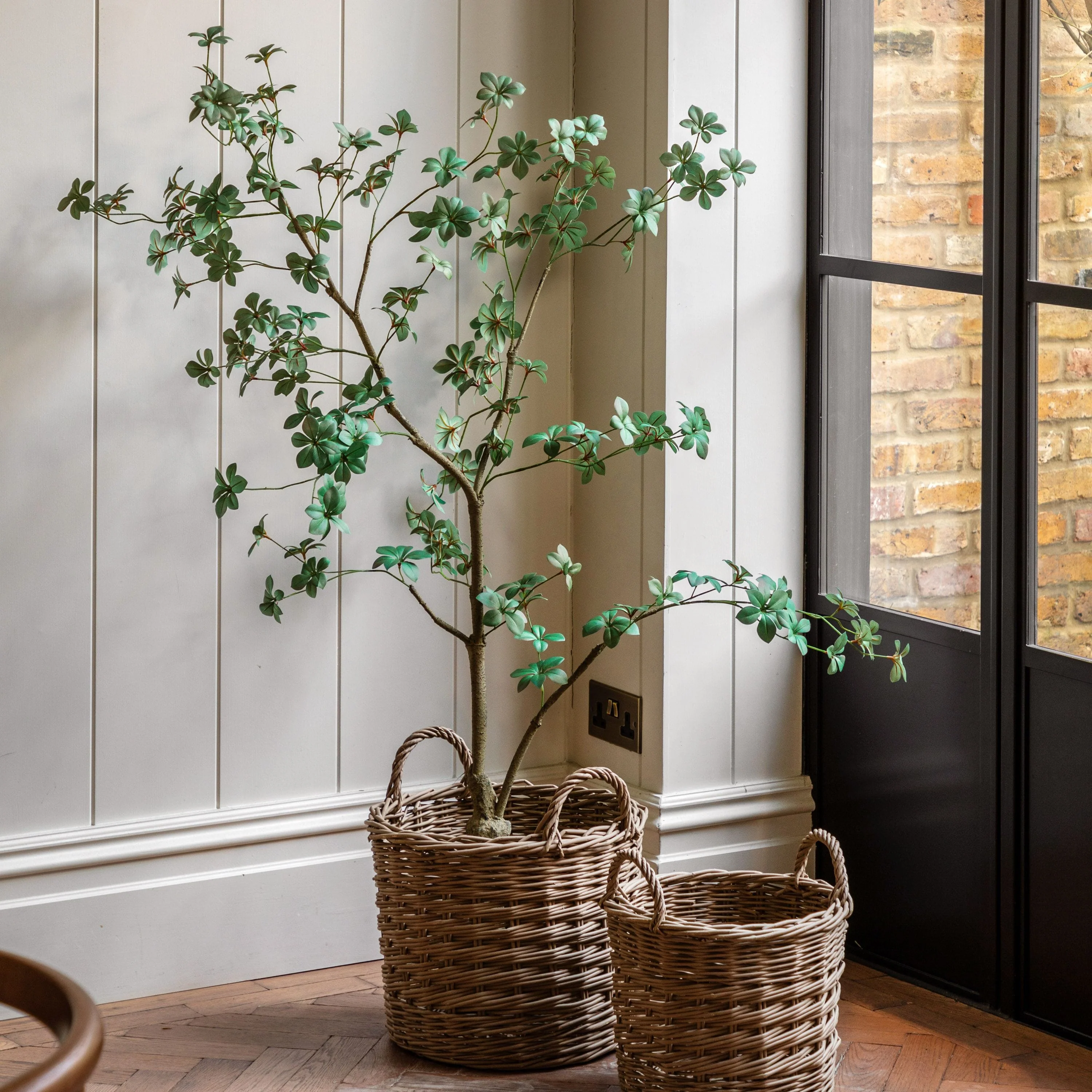 Potted Rhodoleia 5ft Tree