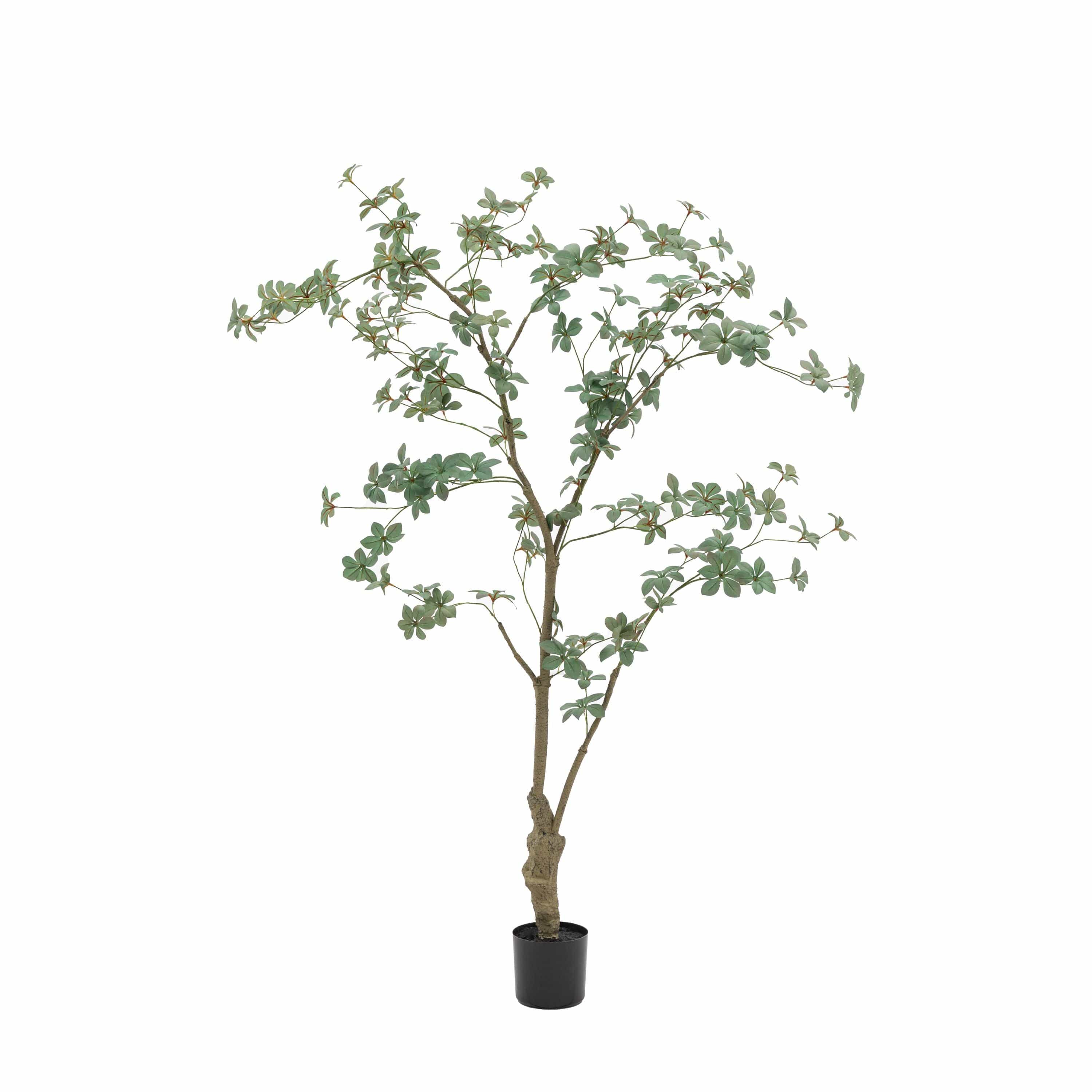 Potted Rhodoleia 5ft Tree - Image 3