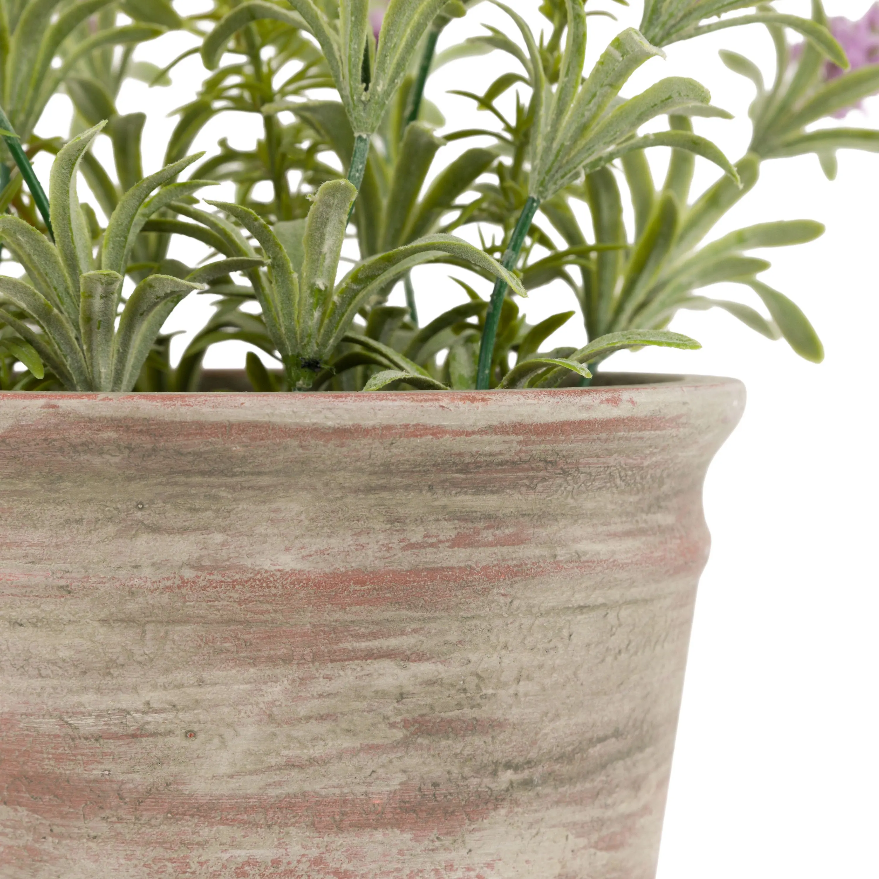 Potted Rustic Lilac Lavendar - Image 5