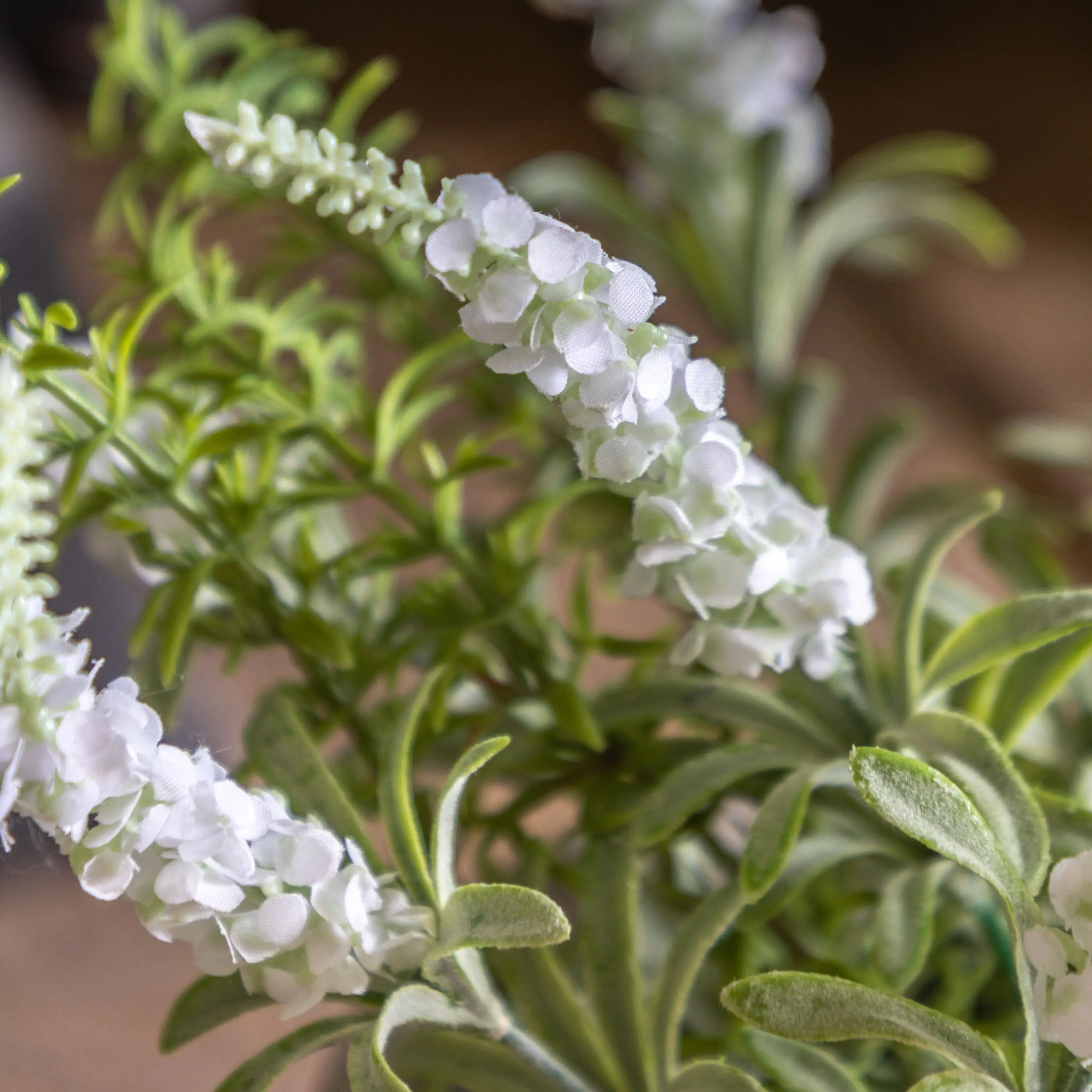Potted Rustic White Lavendar - Image 3