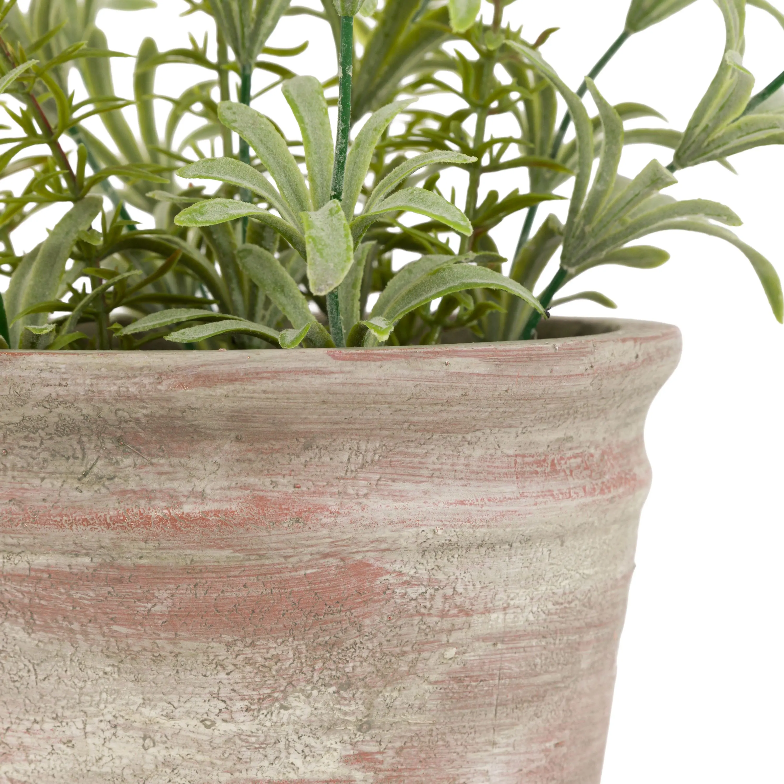 Potted Rustic White Lavendar - Image 6