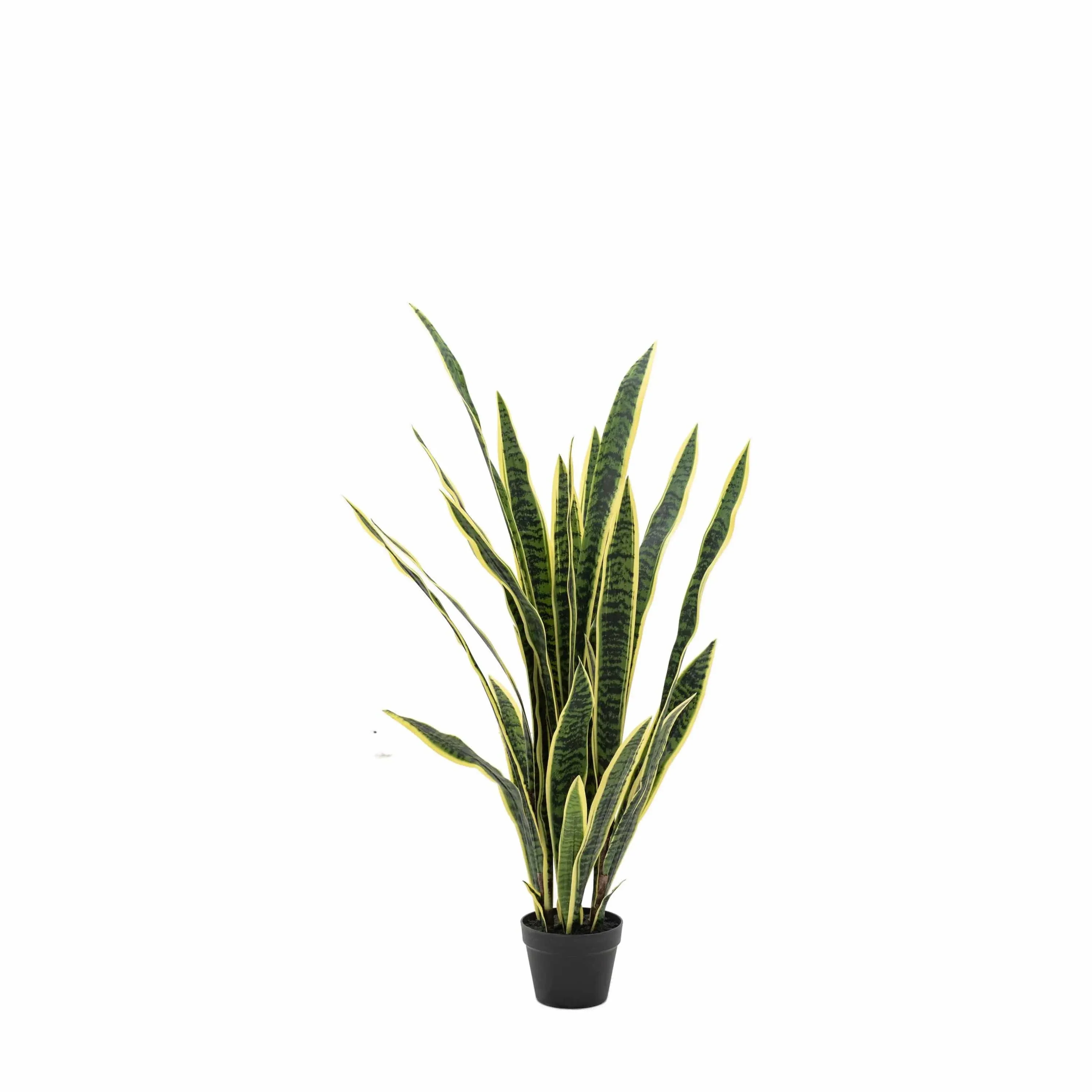 Potted Sansevieria Plant 4ft - Image 3