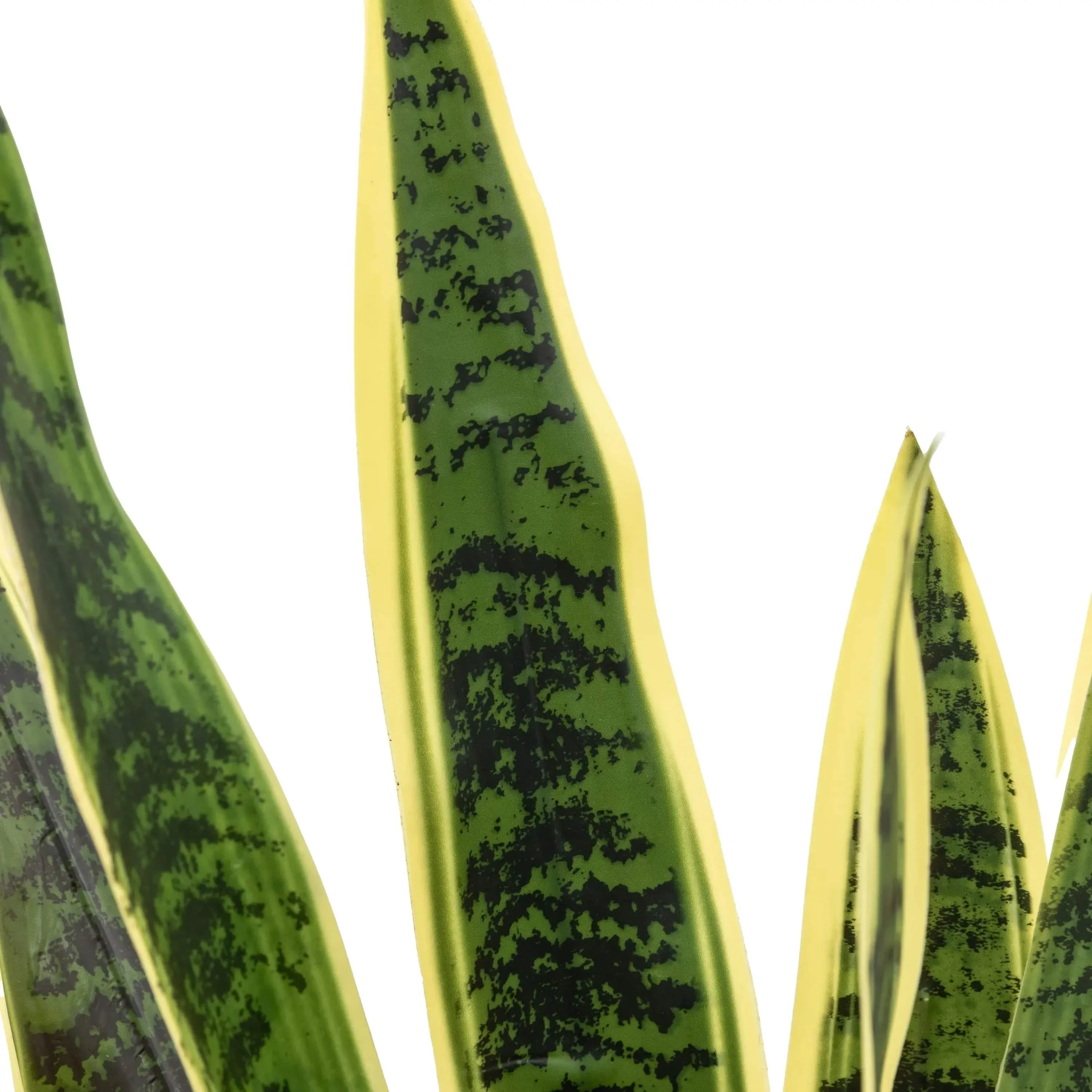 Potted Sansevieria Plant 4ft - Image 4