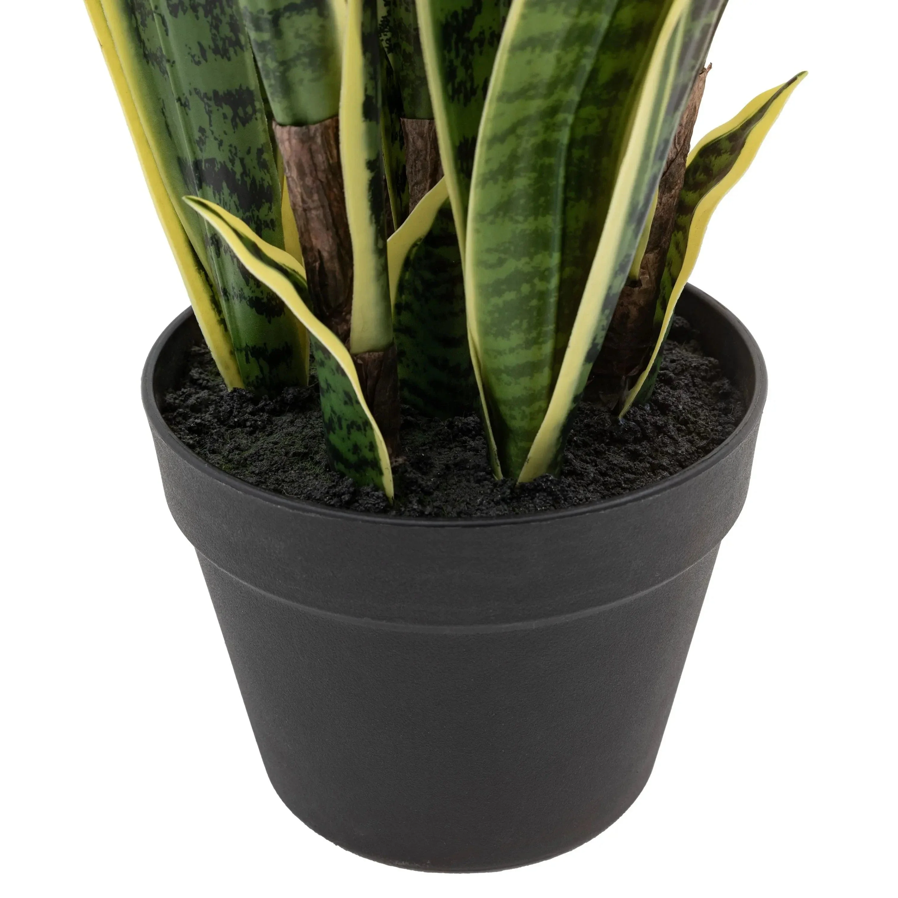 Potted Sansevieria Plant 4ft - Image 5