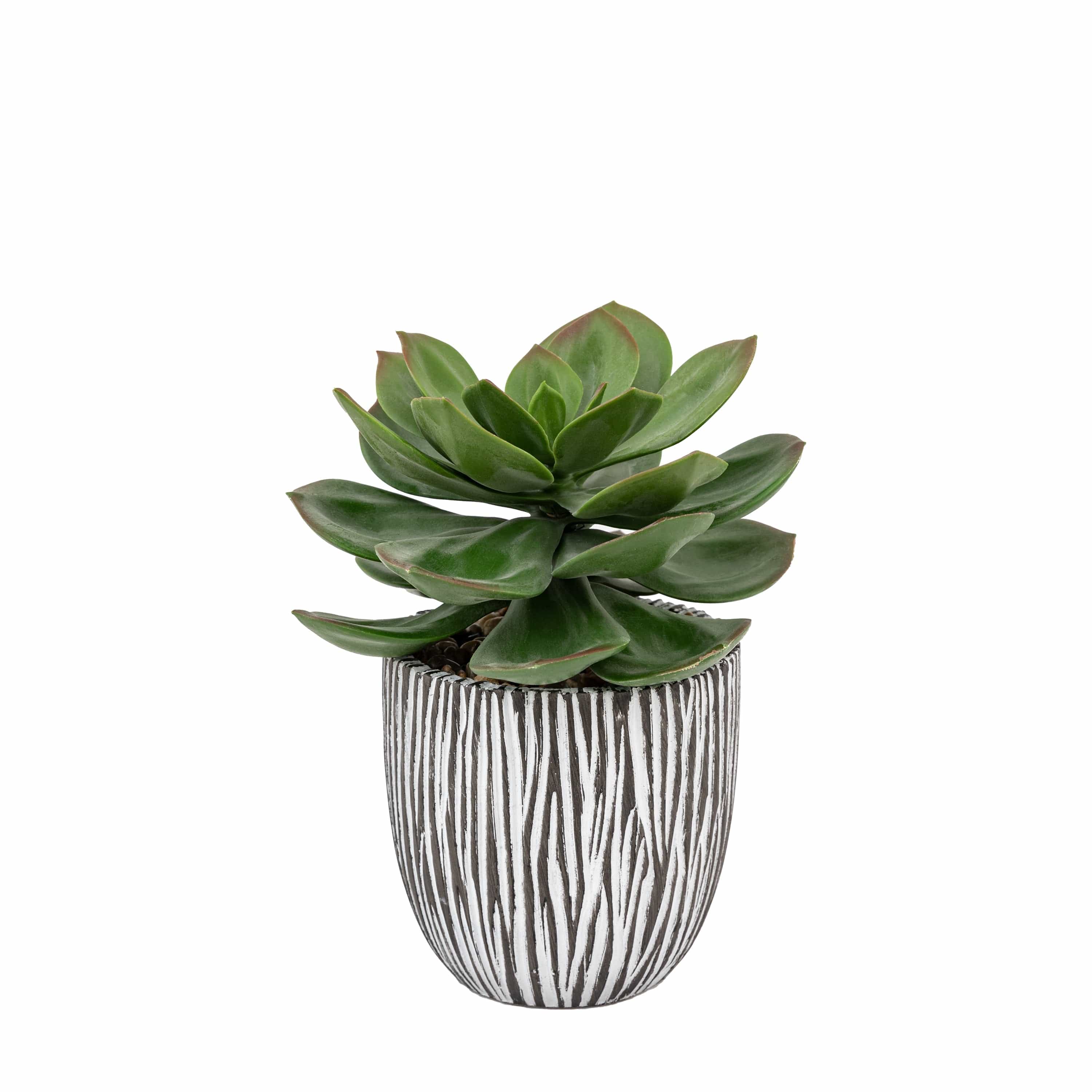 Potted Succulent in Ribbed Black Ceramic Pot - Image 2