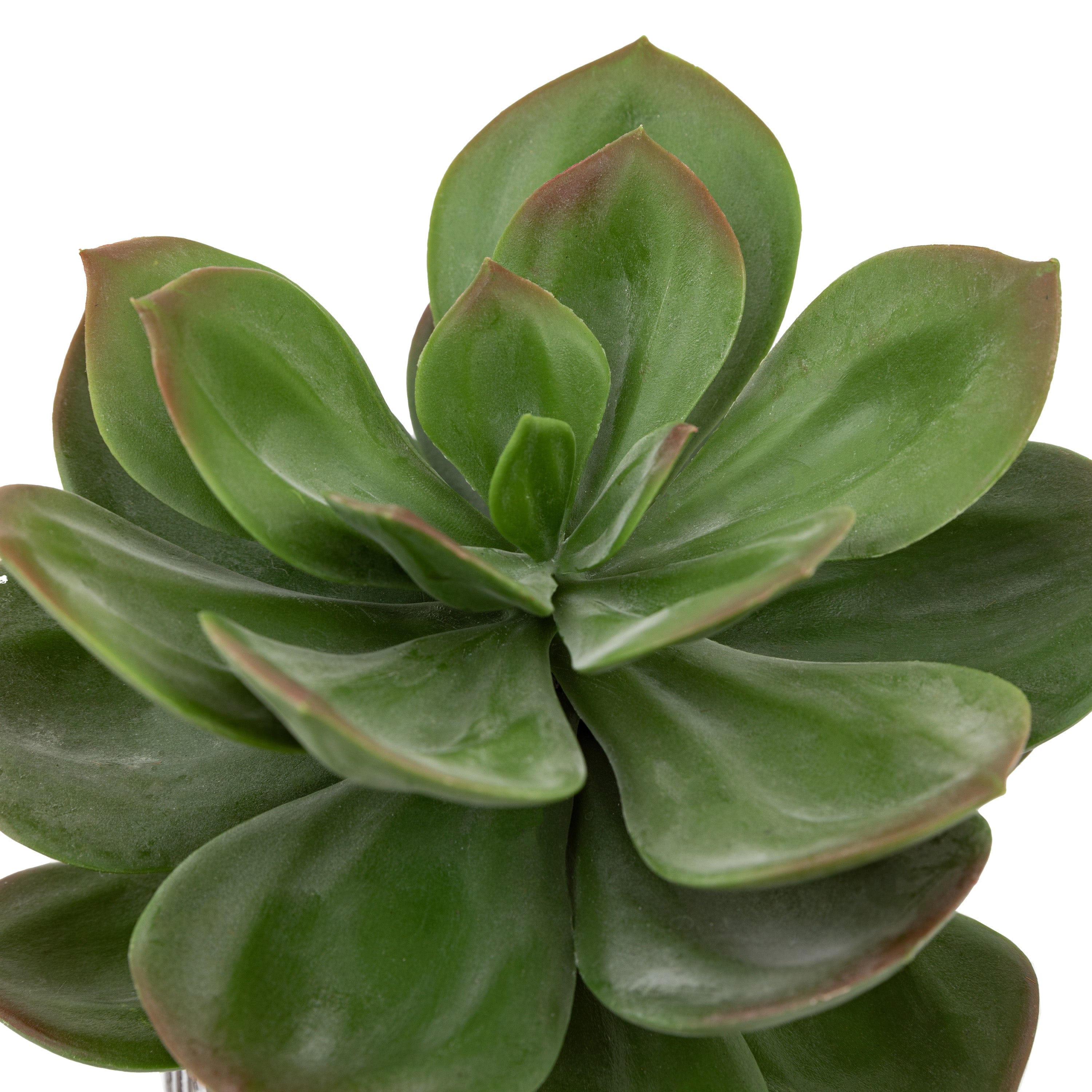 Potted Succulent in Ribbed Black Ceramic Pot - Image 5