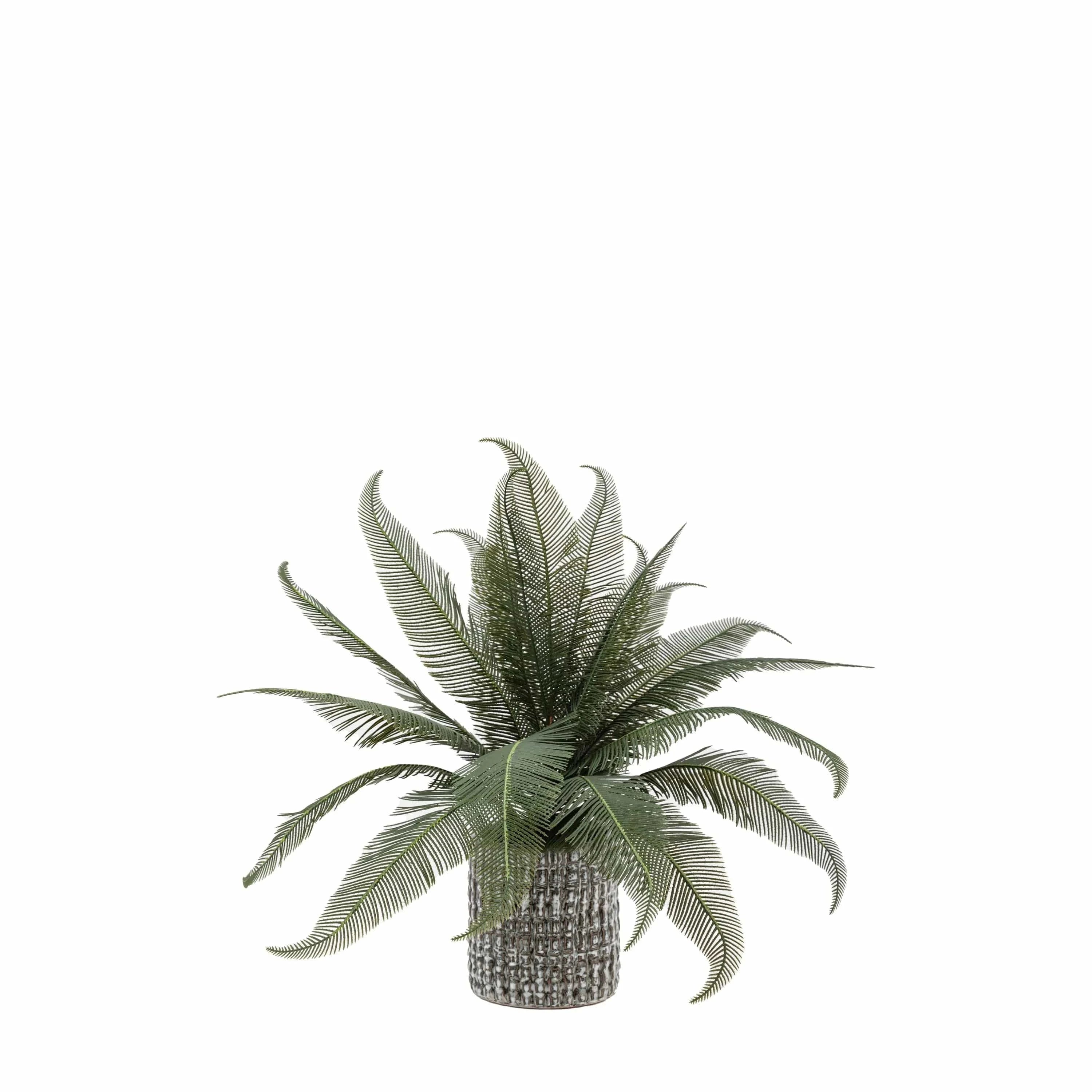 Wide Fern in Concrete Pot - Image 2