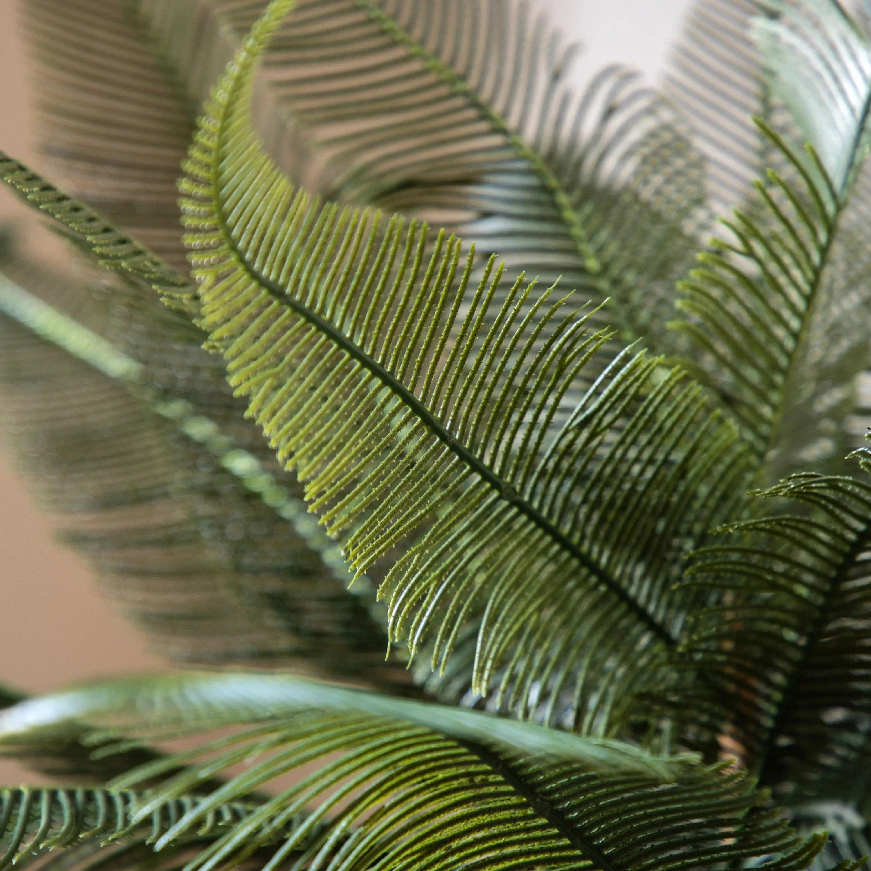 Wide Fern in Concrete Pot - Image 3