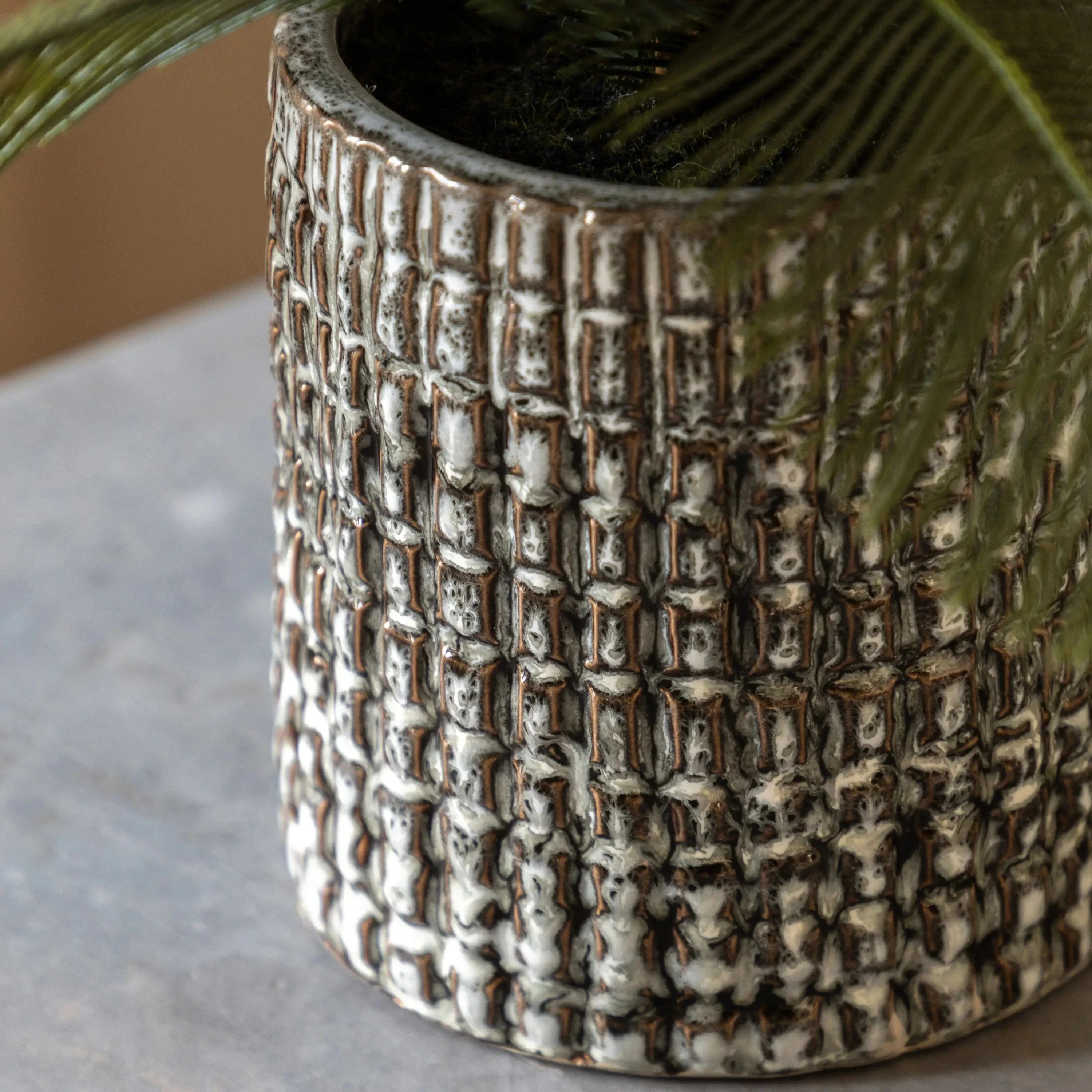 Wide Fern in Concrete Pot - Image 4