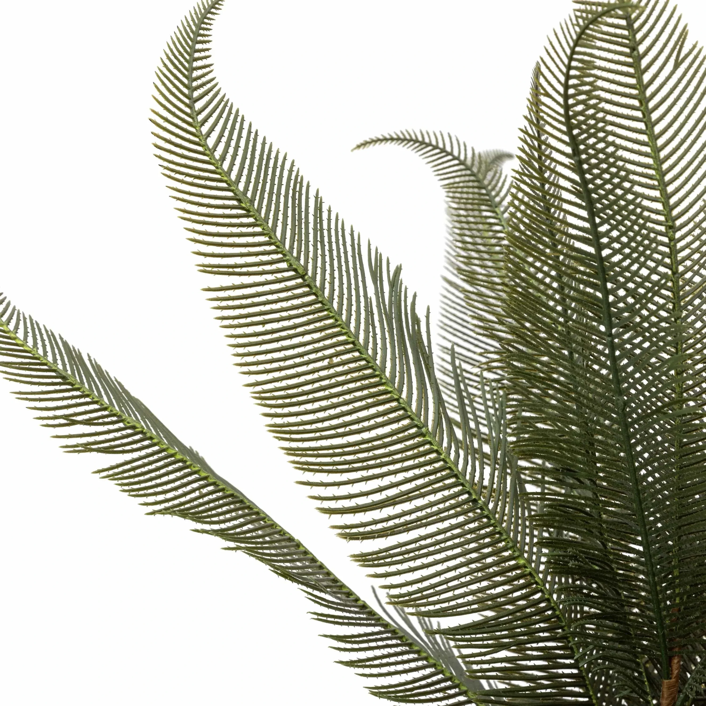 Wide Fern in Concrete Pot - Image 5
