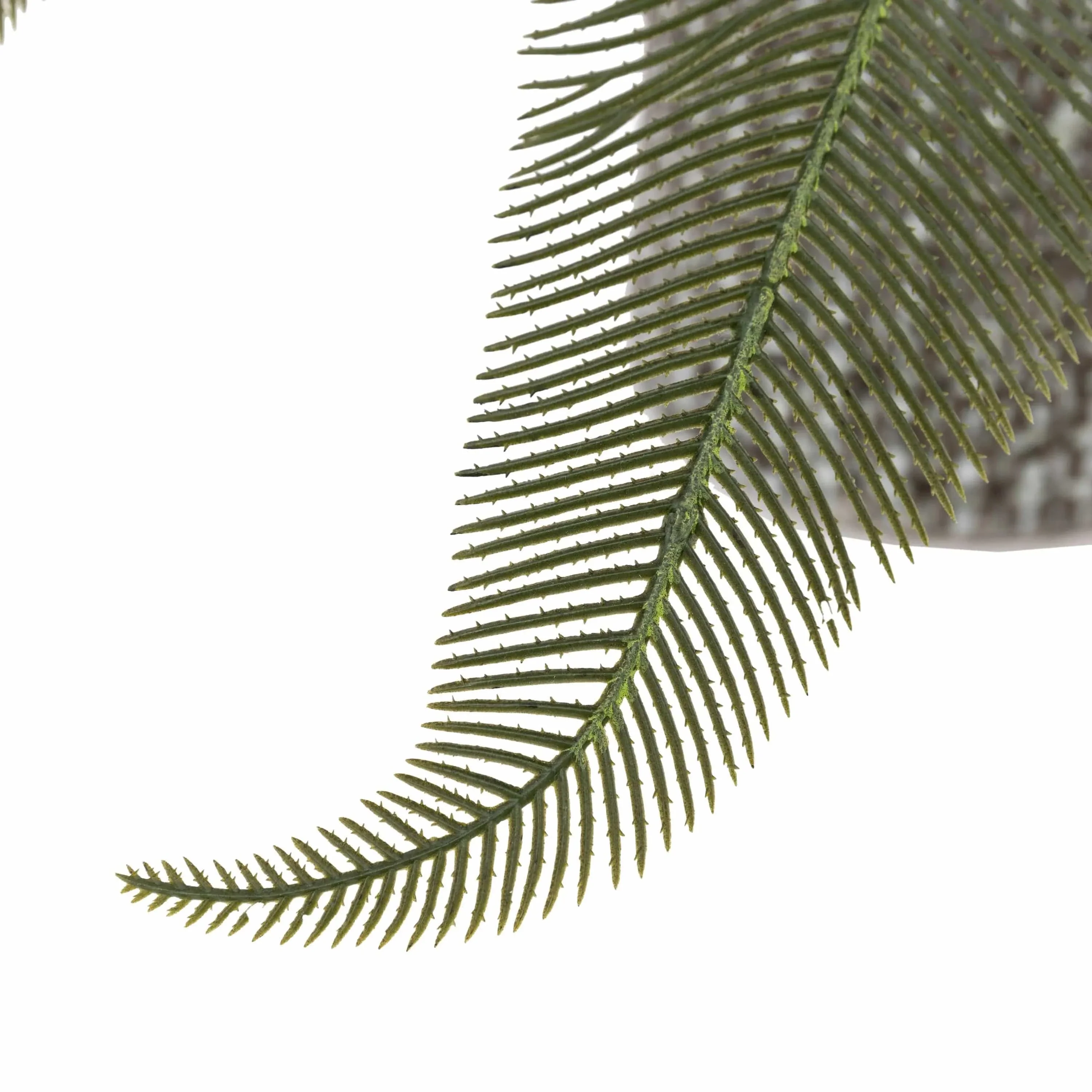 Wide Fern in Concrete Pot - Image 6