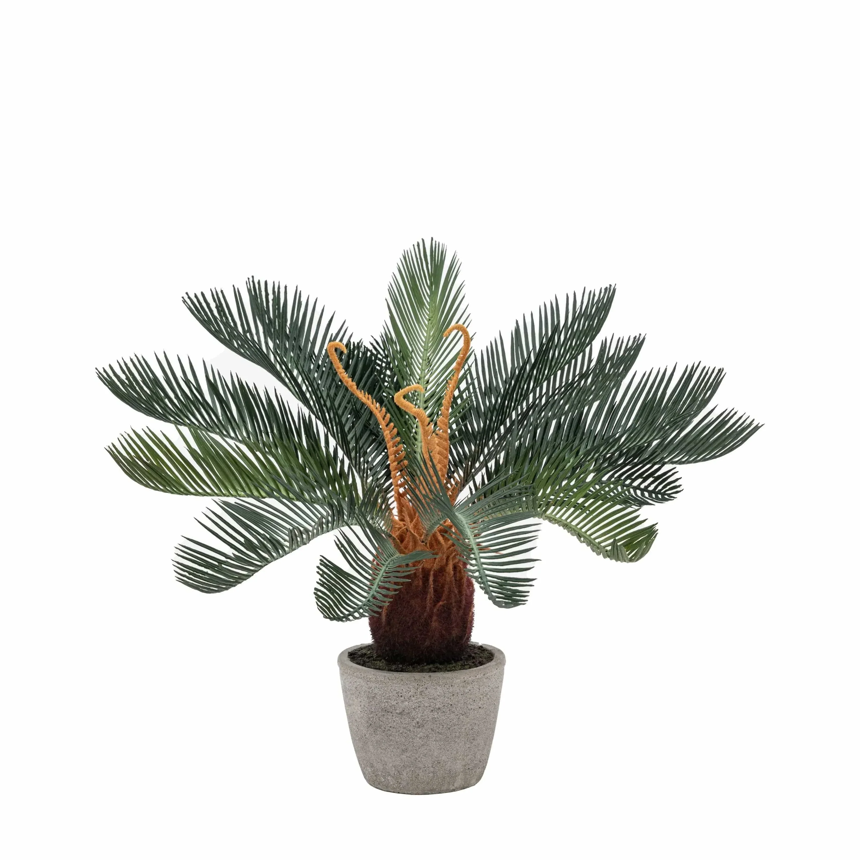 Wide Palm in Concrete Pot - Image 2