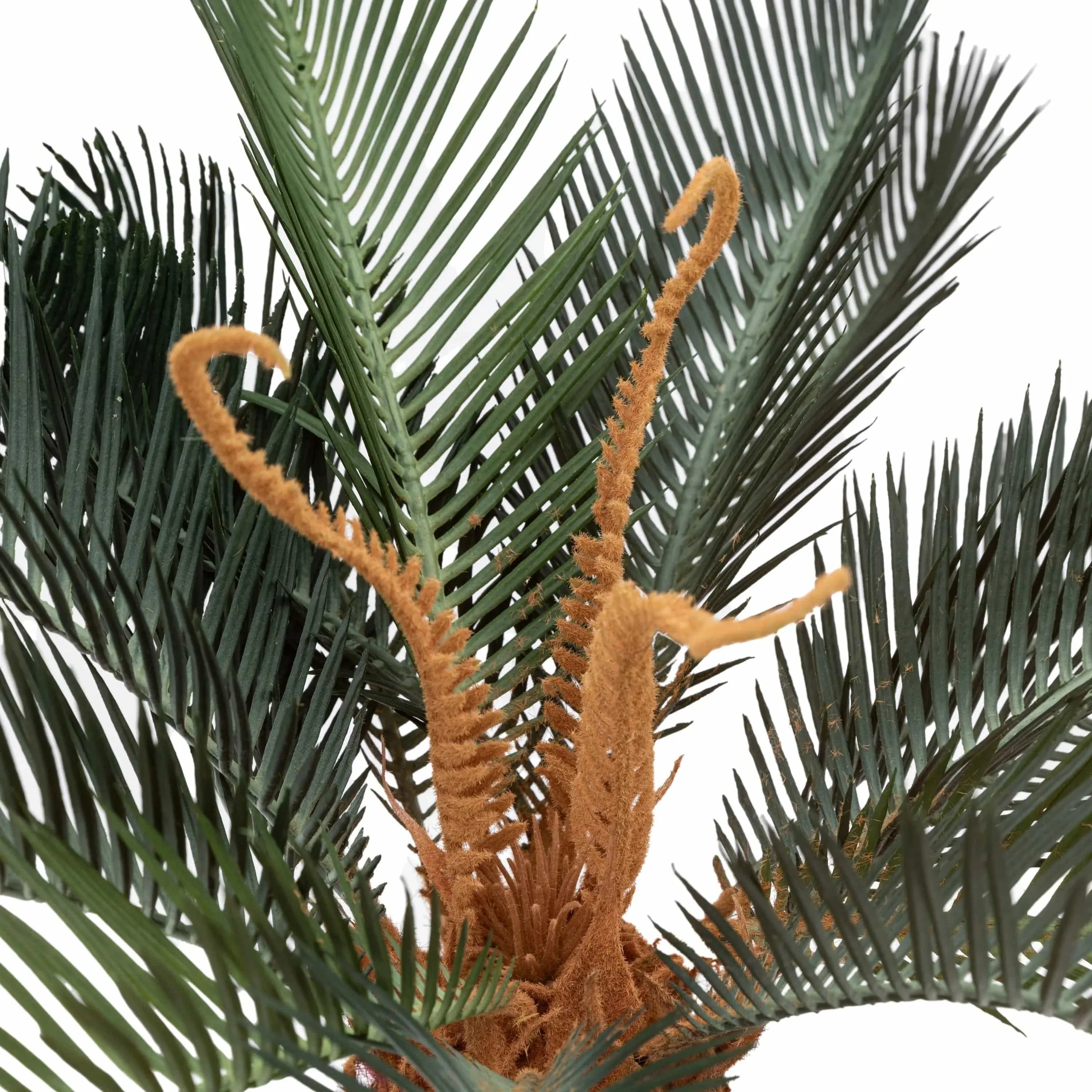 Wide Palm in Concrete Pot - Image 4