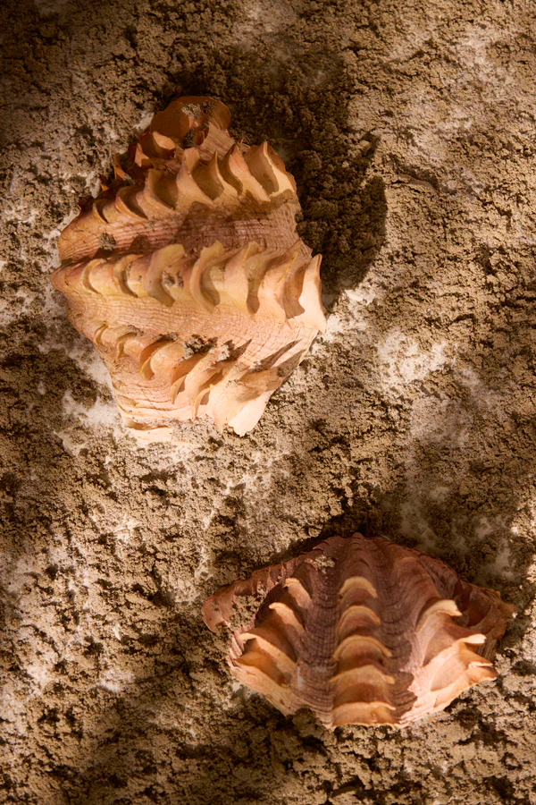 Ornament 20x12,5x7,5 cm SHELL coral+cream - Image 5
