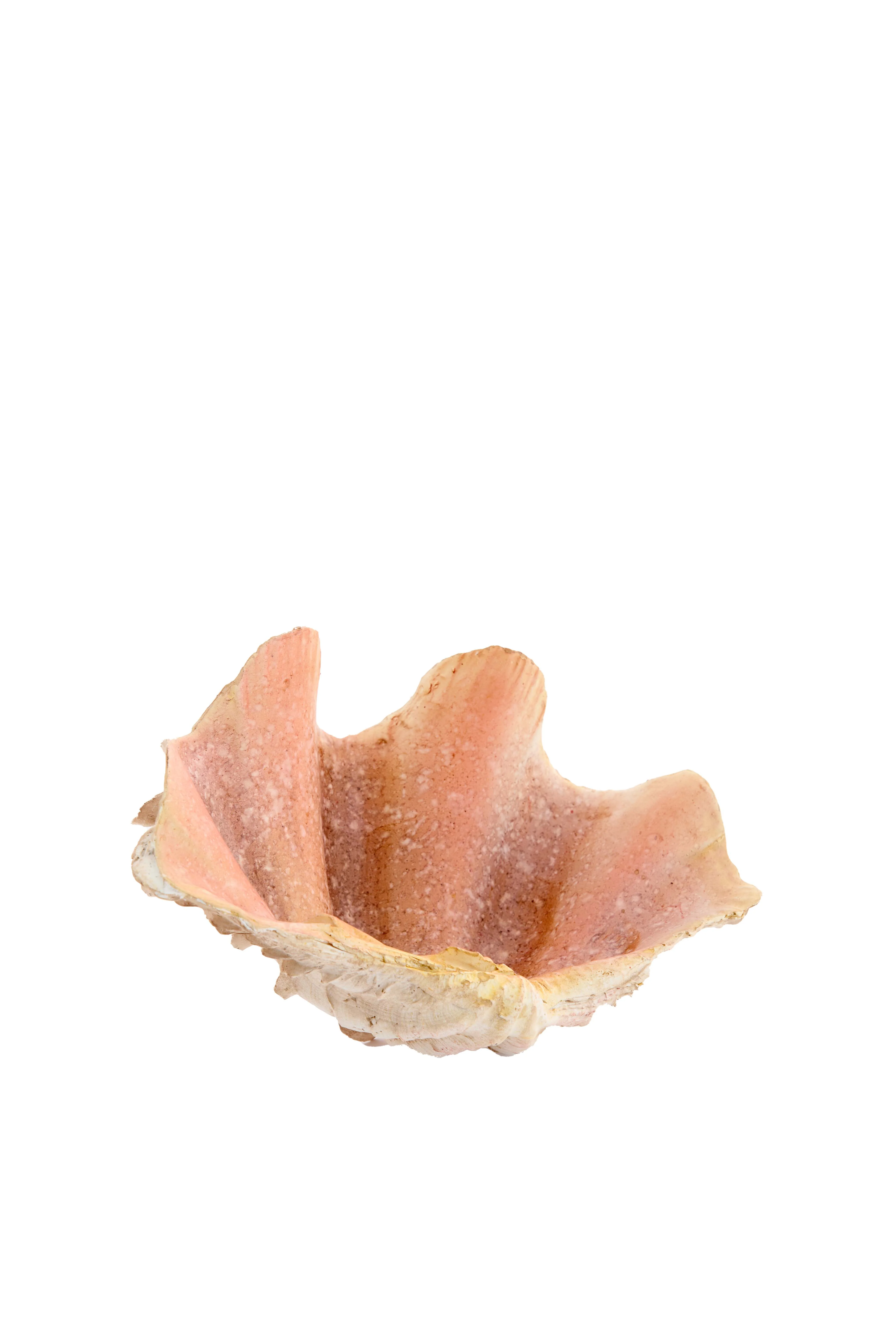 Ornament 20x12,5x7,5 cm SHELL cream+coral - Image 2