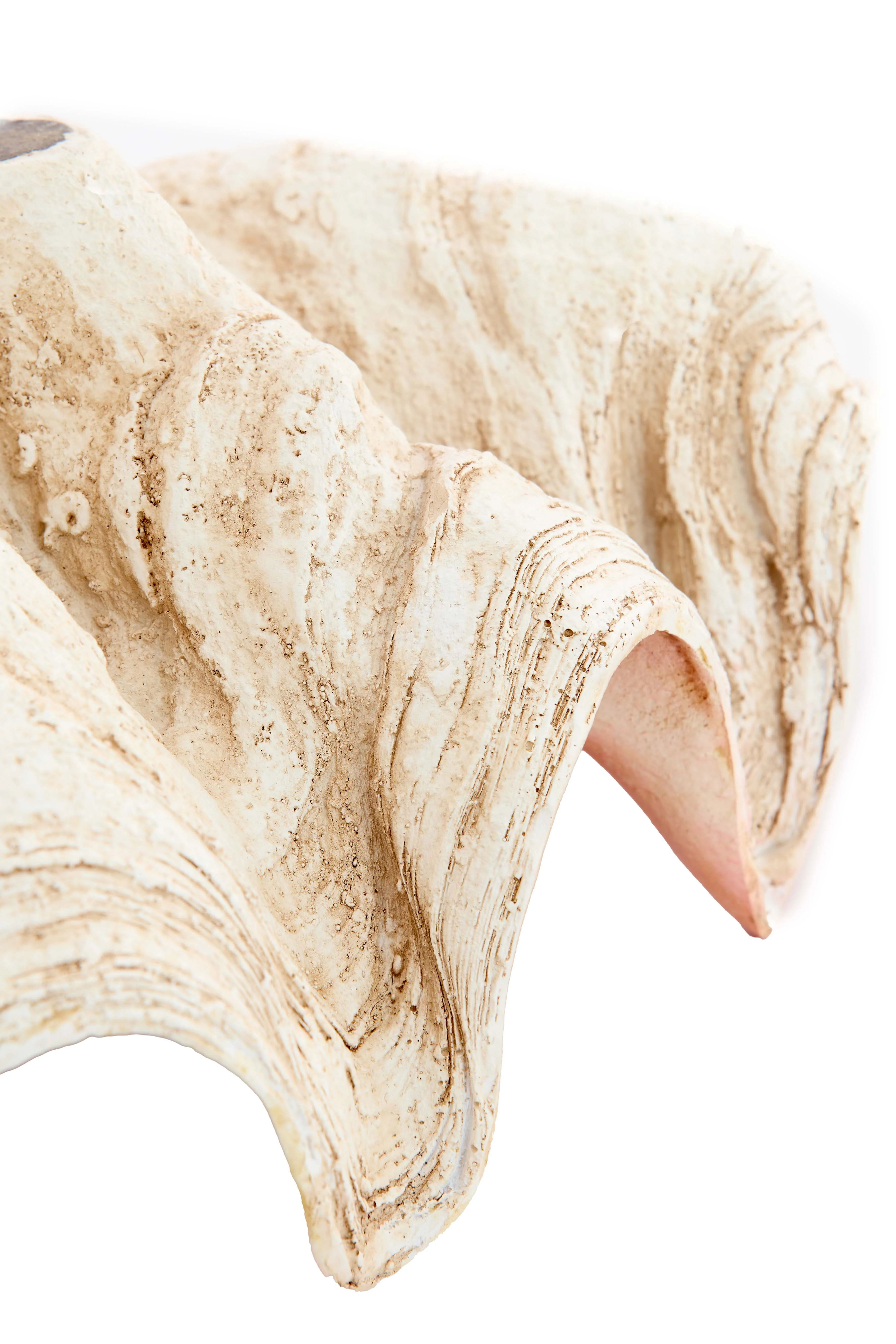 Ornament 23,5x18x11 cm SHELL cream+coral - Image 3