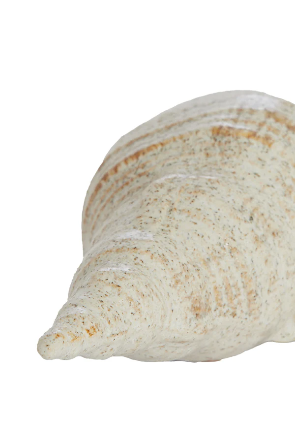 Ornament 27,5x12,5x9 cm SHELL ceramics cream-sand - Image 2