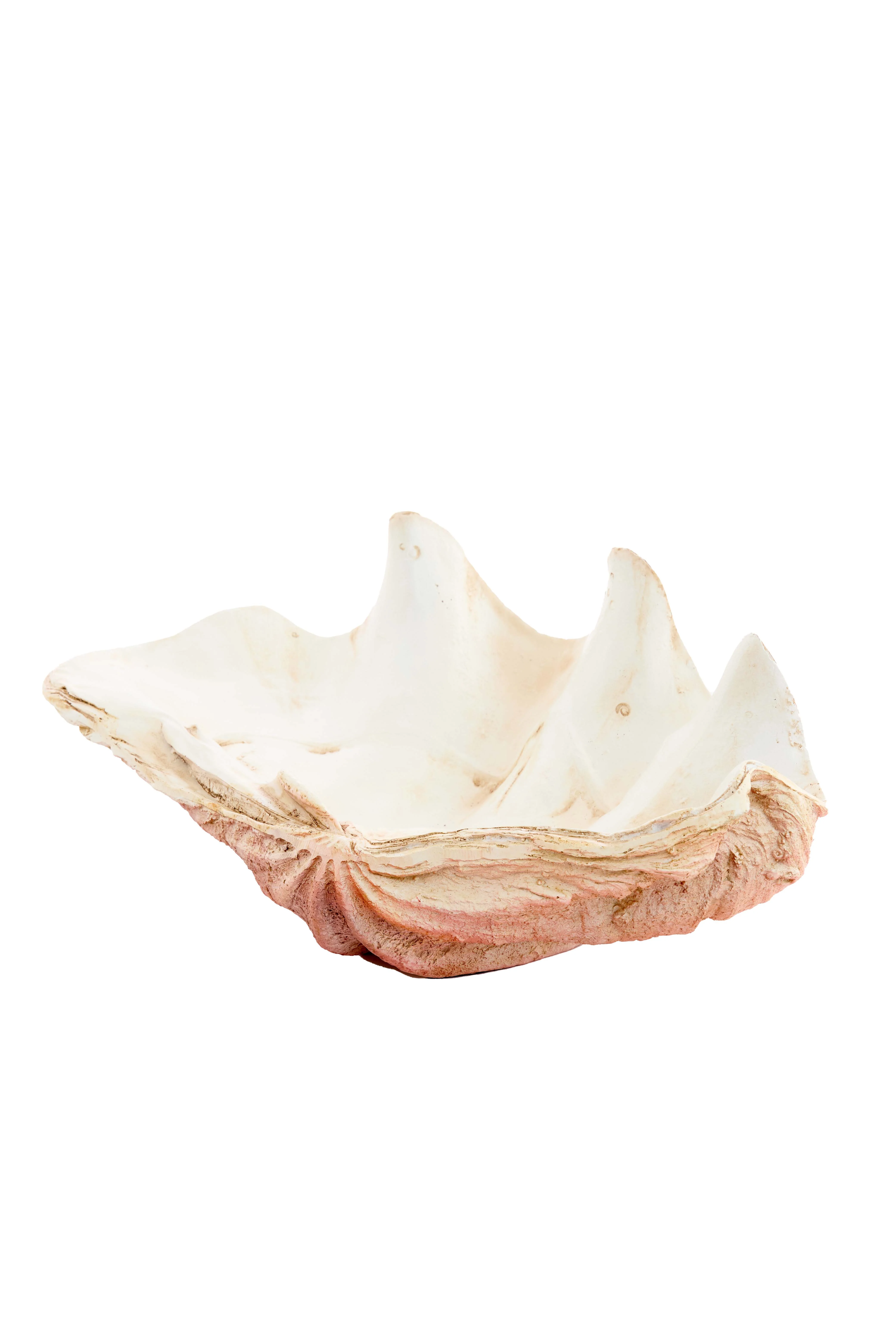 Ornament 41x25x17 cm SHELL coral+cream - Image 2