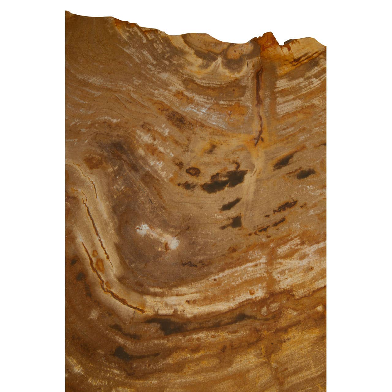 Relic Small Petrified Wood Side Table - Image 9