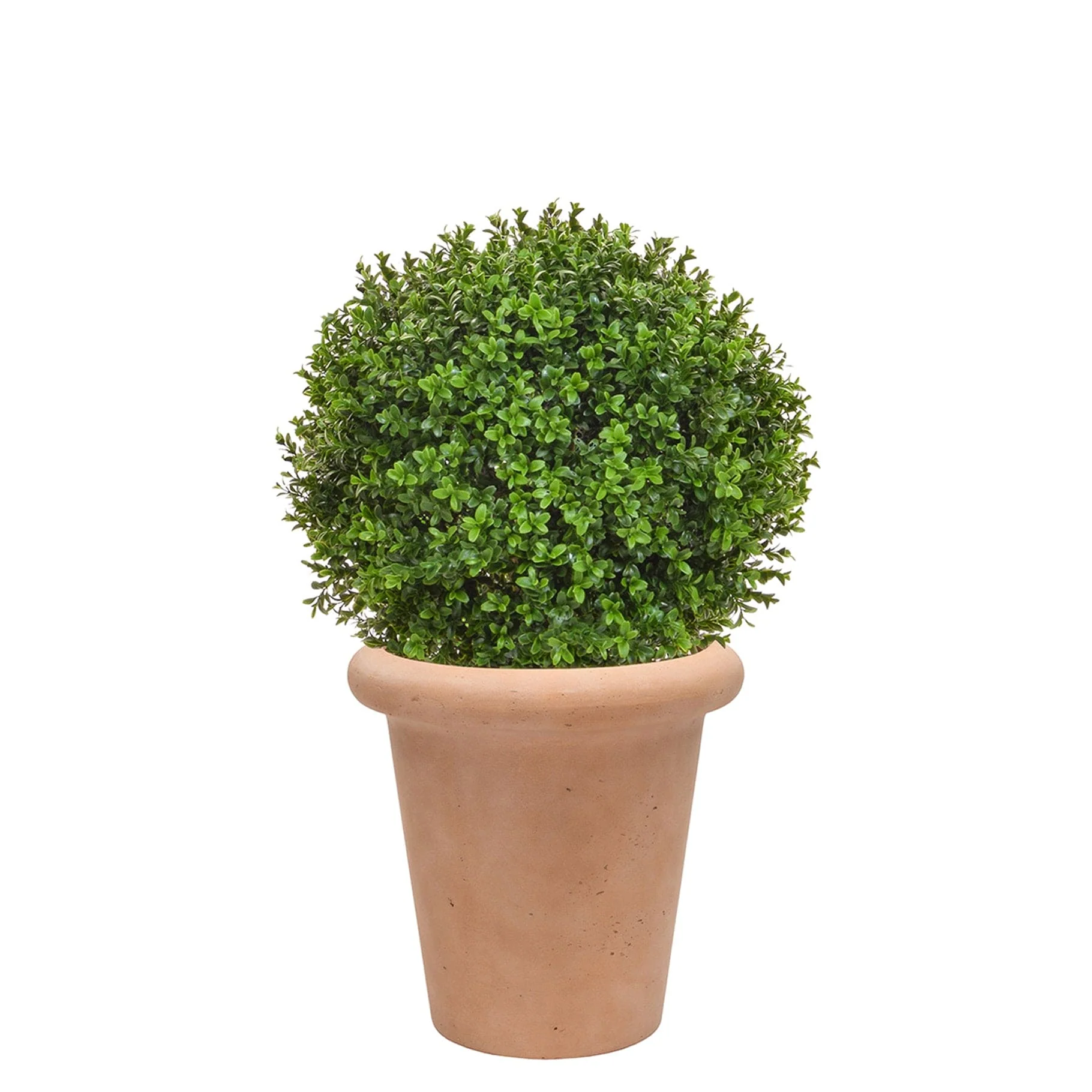 AN Buxus Ball in Ravello Pot 68cm UV - Image 3
