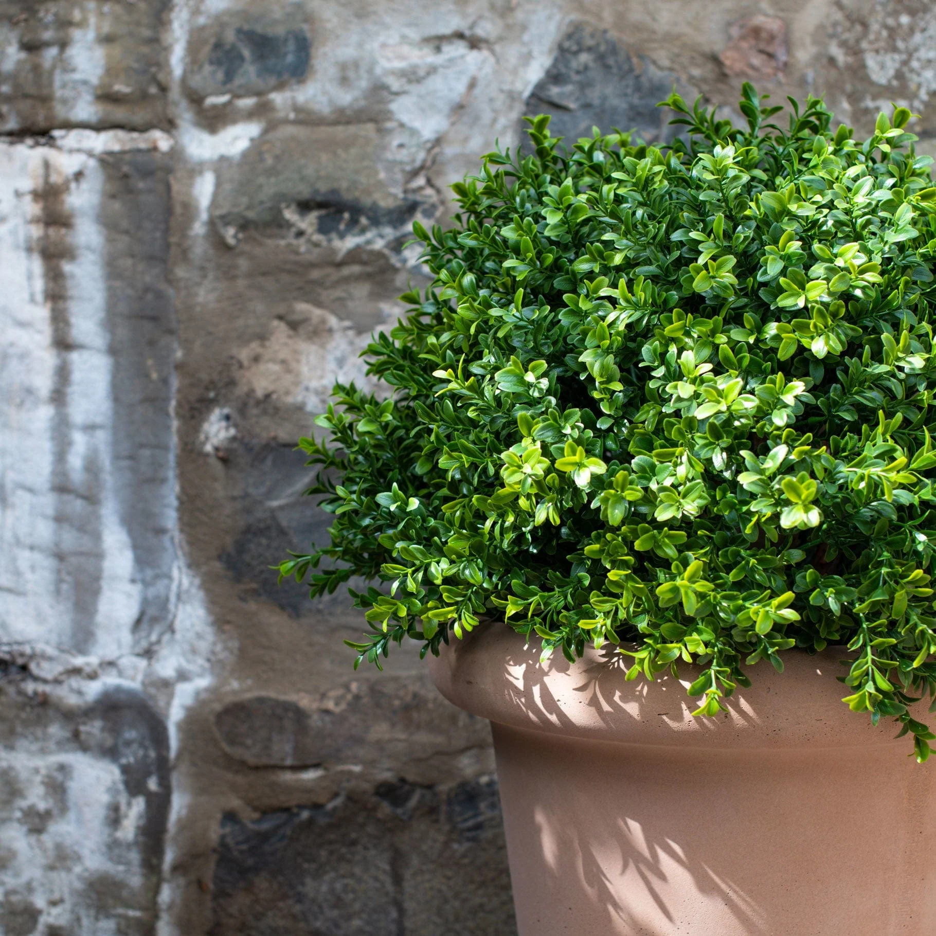 AN Buxus Ball in Ravello Pot 68cm UV - Image 4
